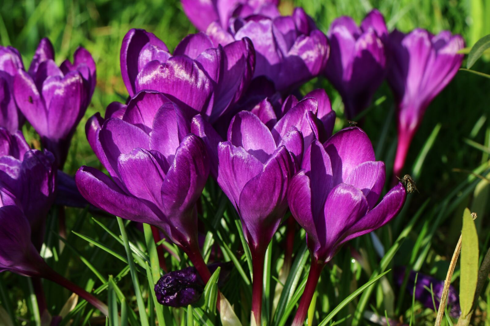 Canon EF 100mm F2.8L Macro IS USM sample photo. Crocus, flowers, spring photography