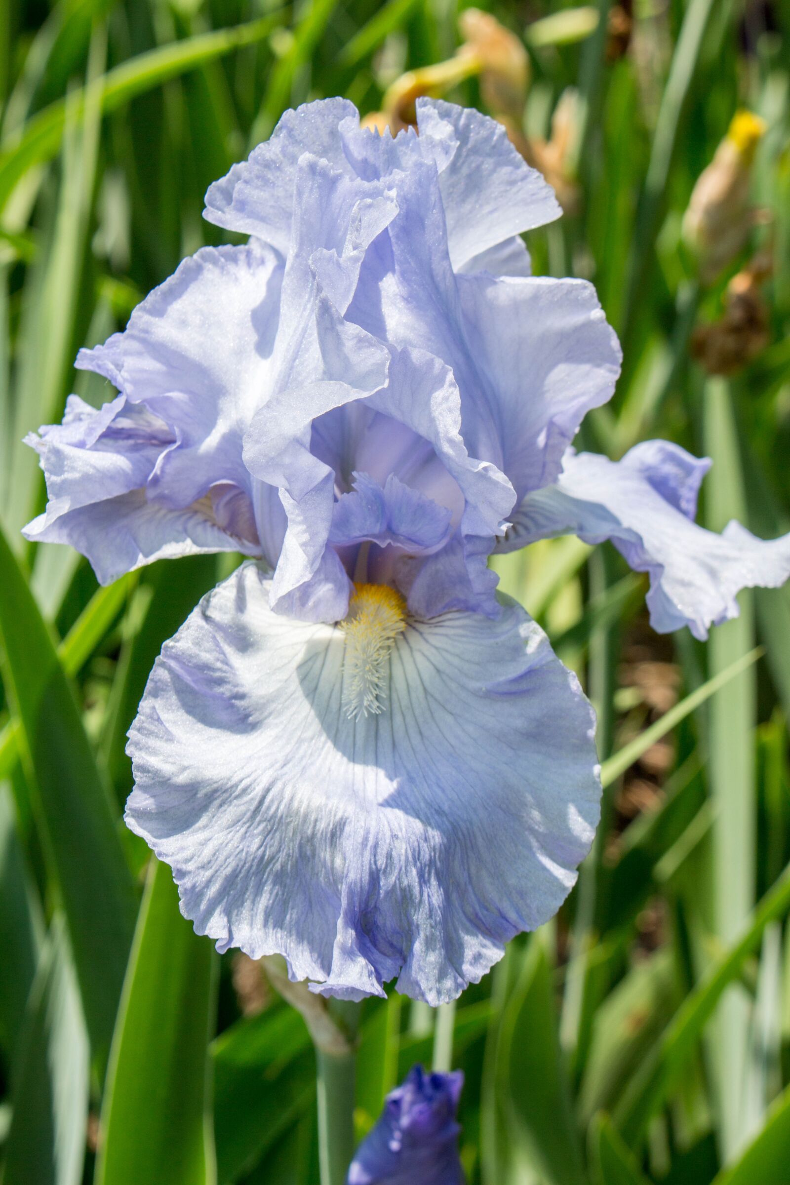 Canon EOS 700D (EOS Rebel T5i / EOS Kiss X7i) sample photo. Flora, nature, flower photography
