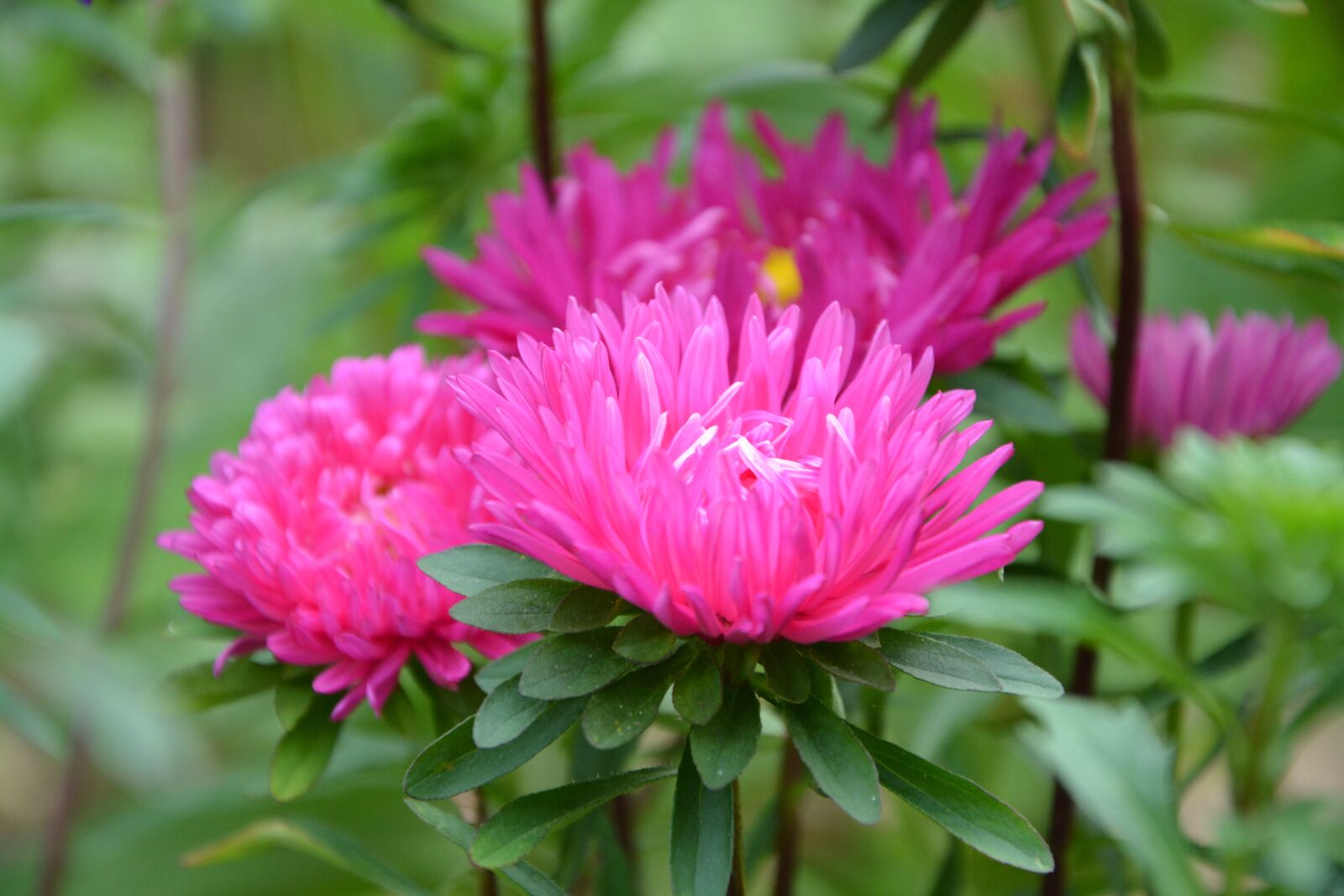 Nikon D5200 sample photo. Flower, bouquet, decoration photography