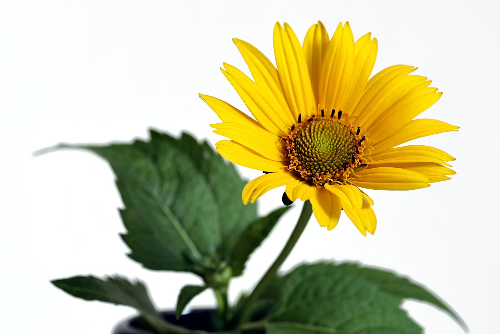 Pentax K-S2 sample photo. Flower, yellow, garden photography