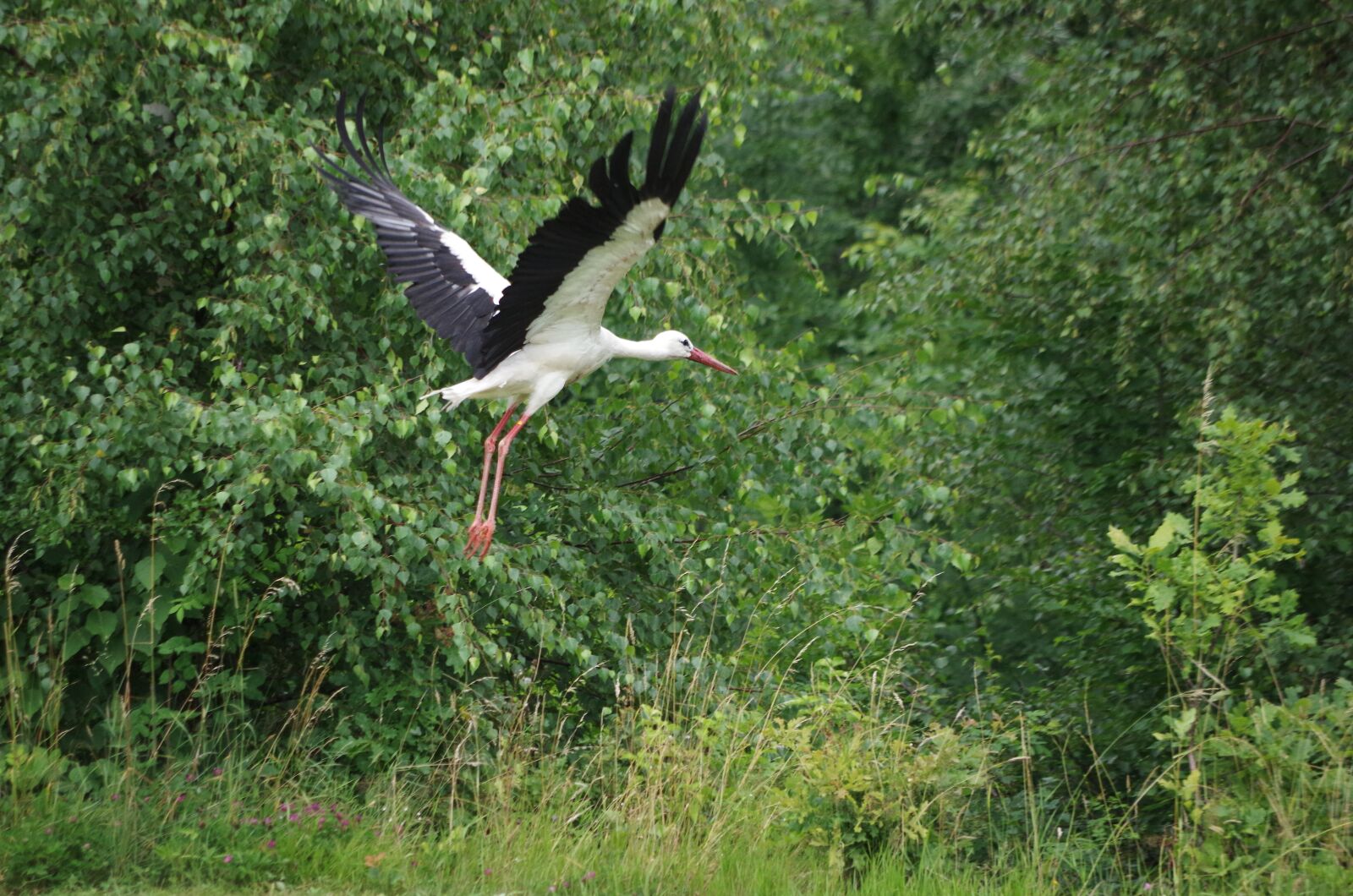 Pentax K-30 sample photo. White stork, meadow, spring photography