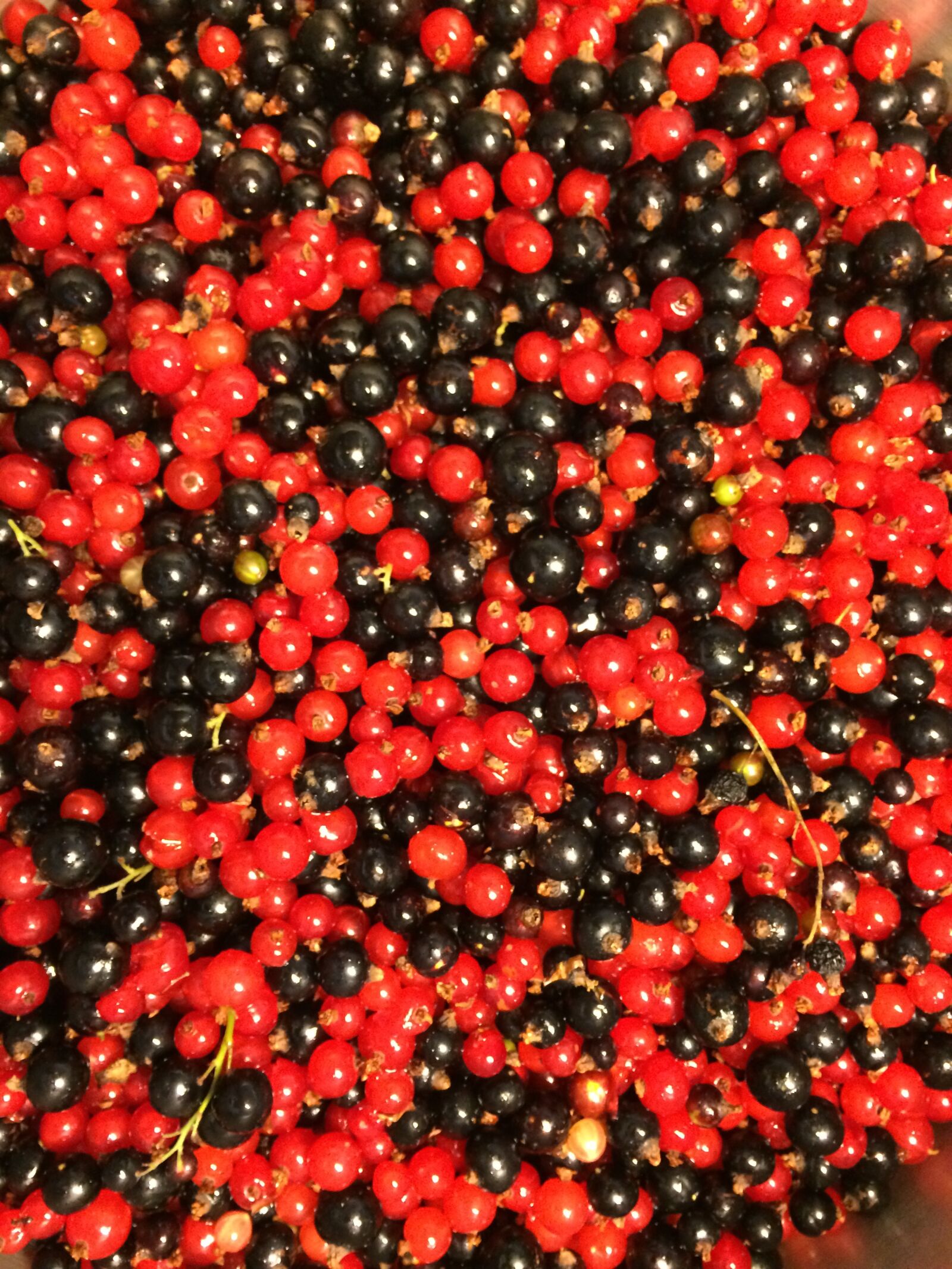 iPhone 5s back camera 4.15mm f/2.2 sample photo. Currant, summer, safta photography