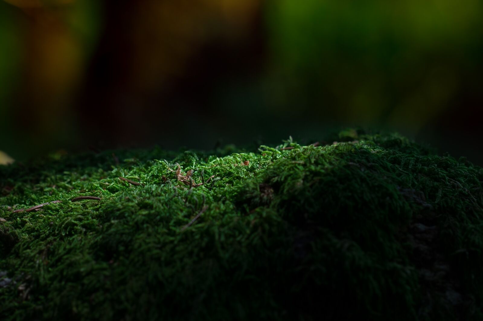 Nikon D90 sample photo. Moss, forest, green photography