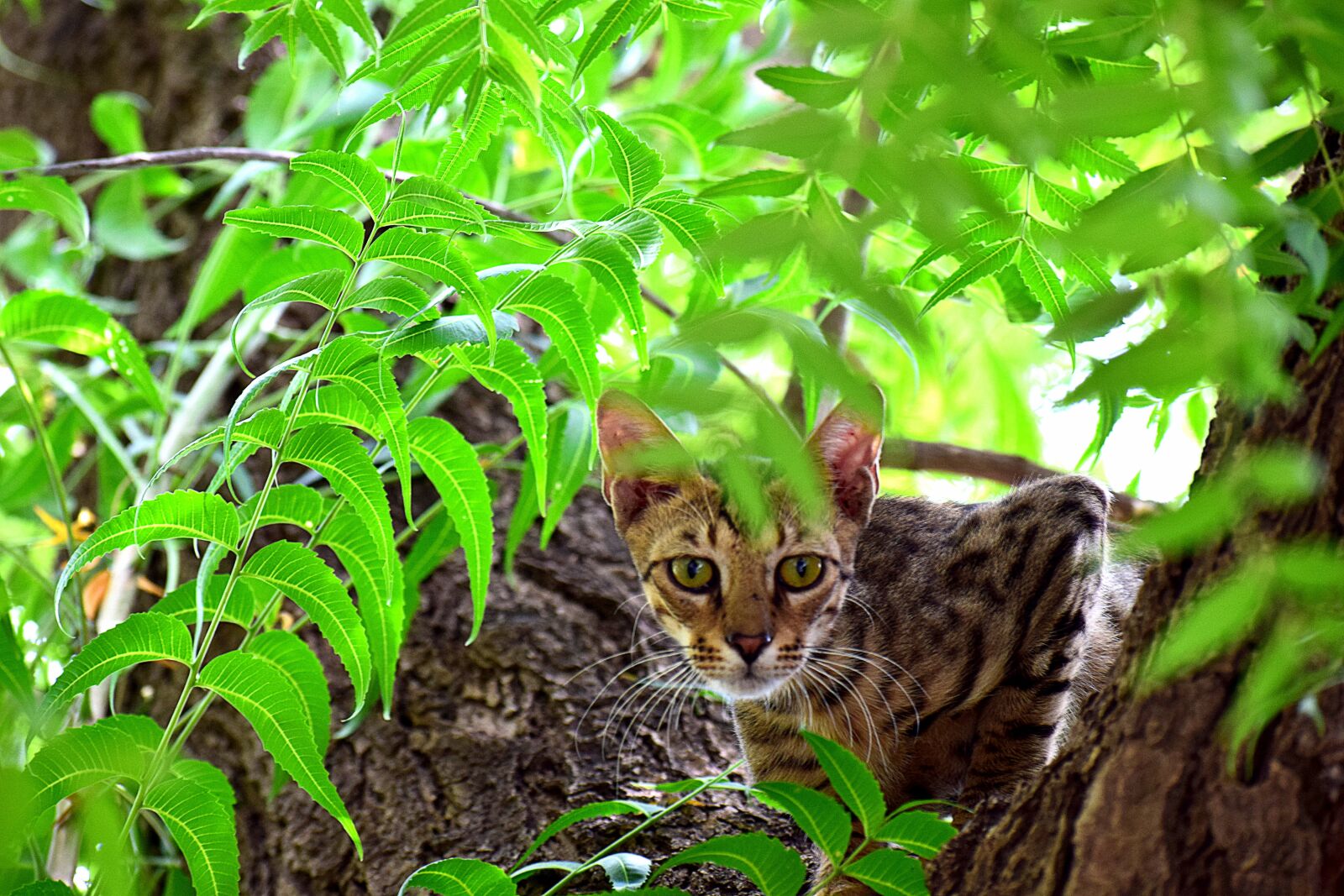 Nikon D3300 sample photo. Cat, animal, pet photography
