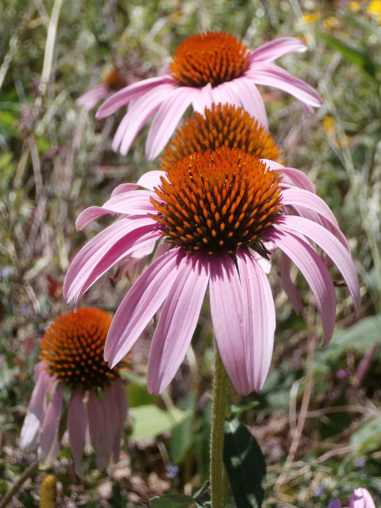 Olympus VR340,D750 sample photo. Cone flower, wildflower, nature photography