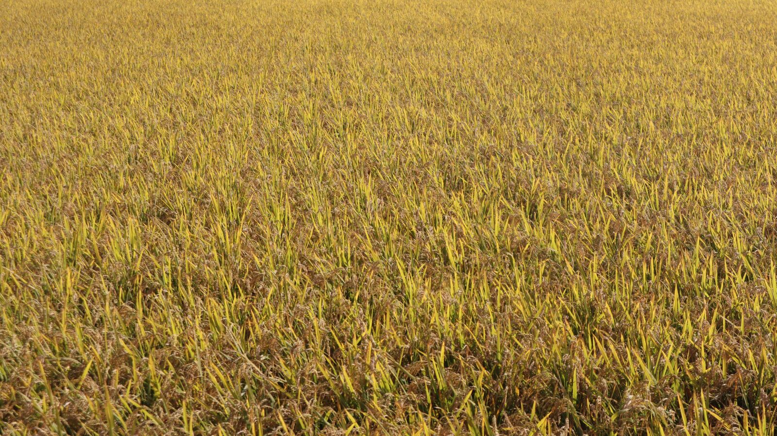 Canon EOS M50 (EOS Kiss M) sample photo. Ch, rice paddies, rice photography