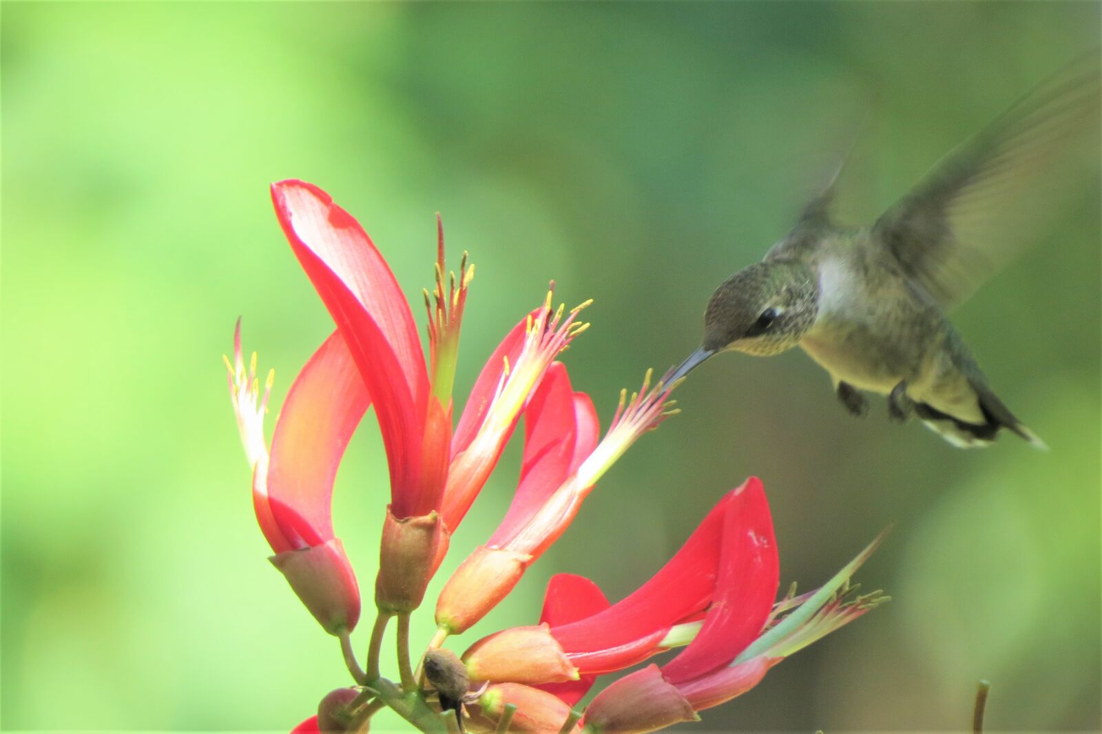 Canon PowerShot SX50 HS sample photo. Bird, hummingbird, flying and photography
