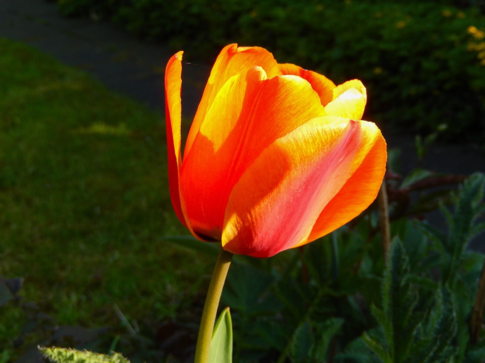 Nikon Coolpix S9500 sample photo. Tulip, tulipa, spring photography