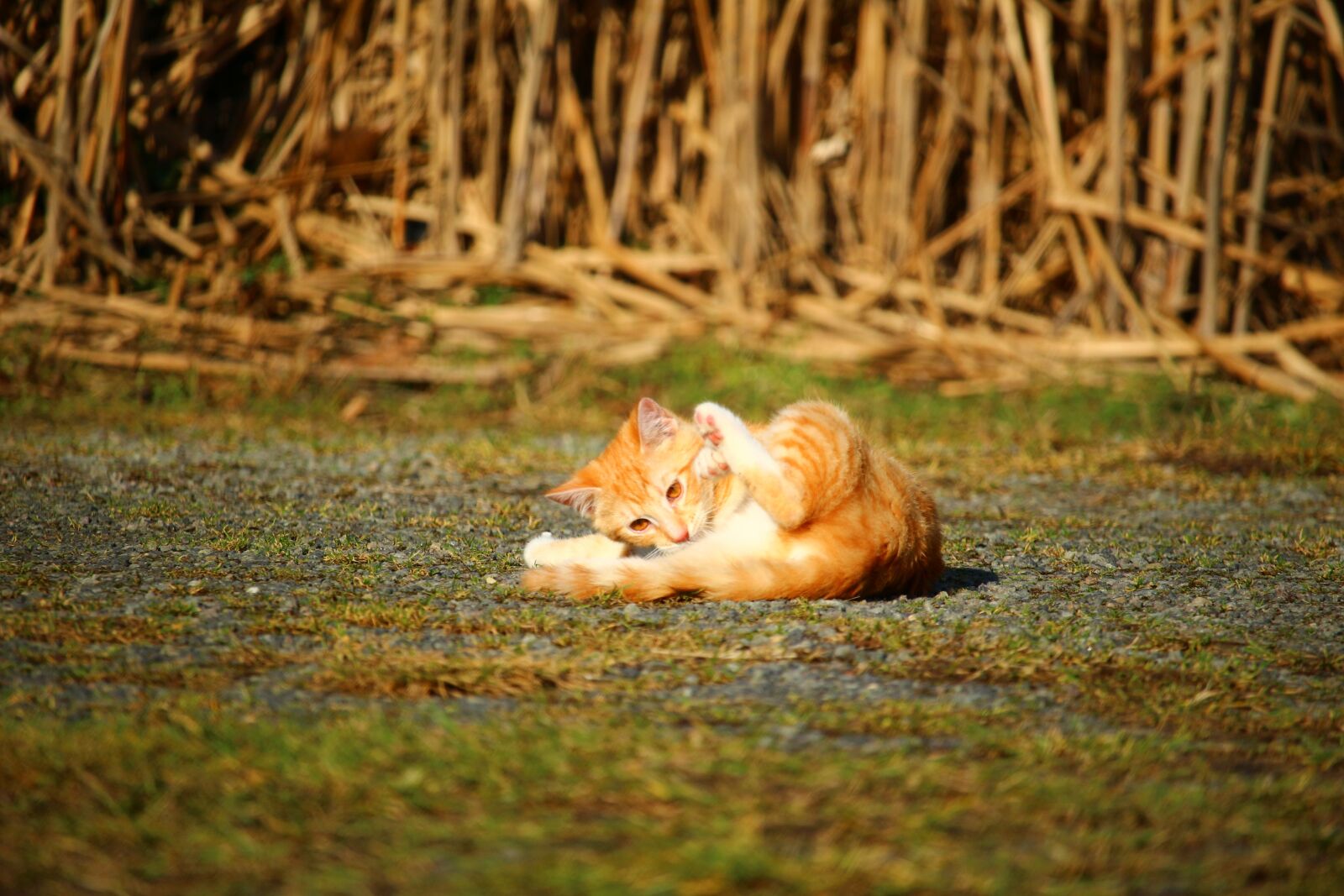 Canon EOS 100D (EOS Rebel SL1 / EOS Kiss X7) sample photo. Cat, kitten, jump photography
