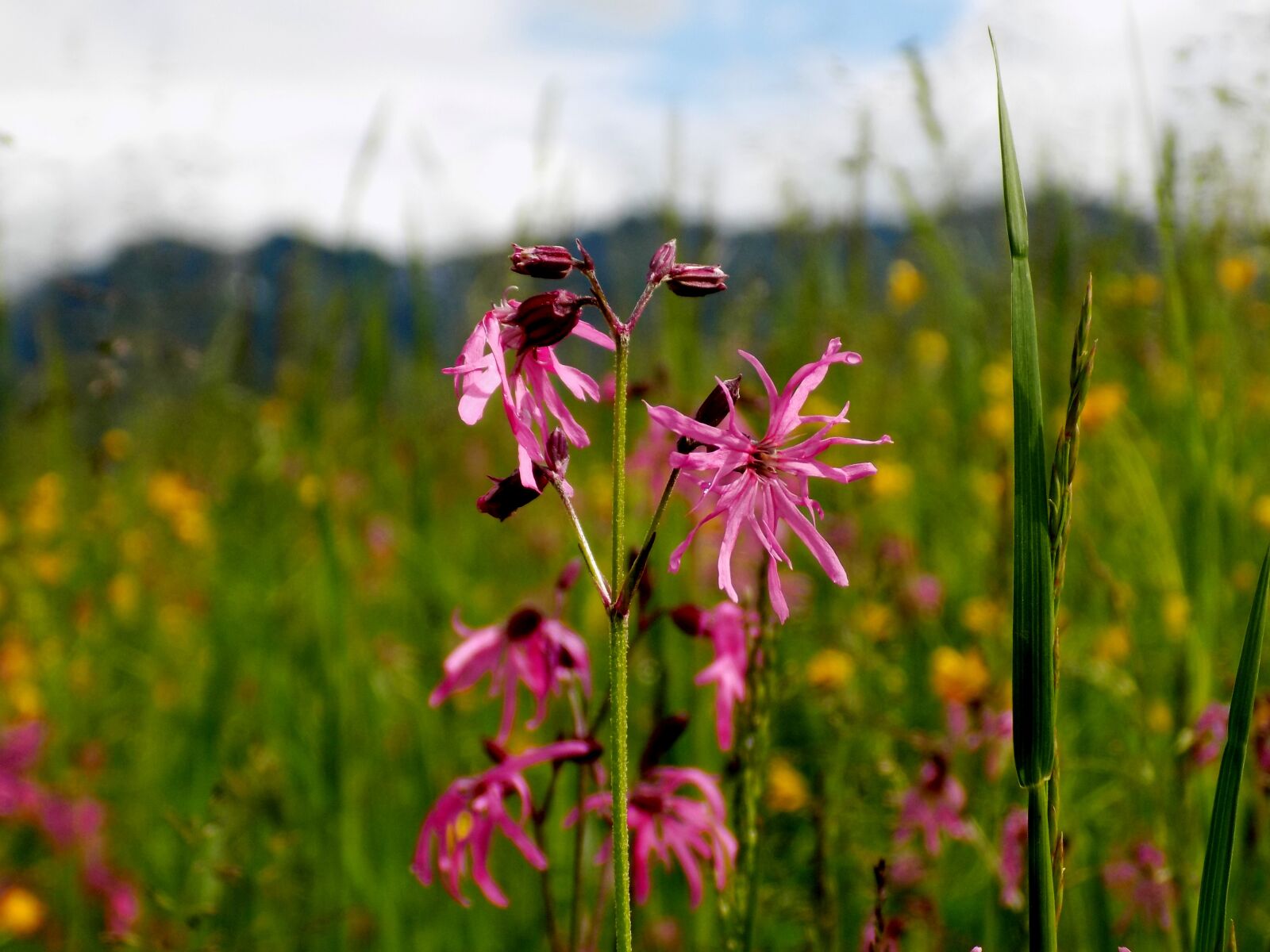 Nikon COOLPIX L340 sample photo. Wild flower, columbine, nature photography