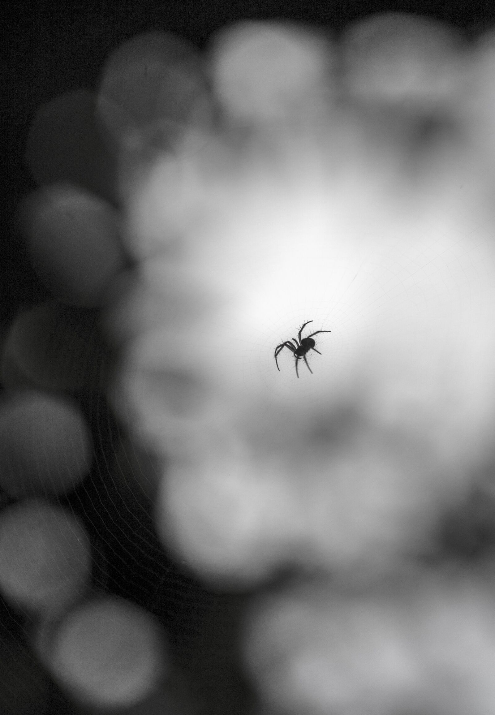 Canon EOS 450D (EOS Rebel XSi / EOS Kiss X2) sample photo. Spider, insect, web photography