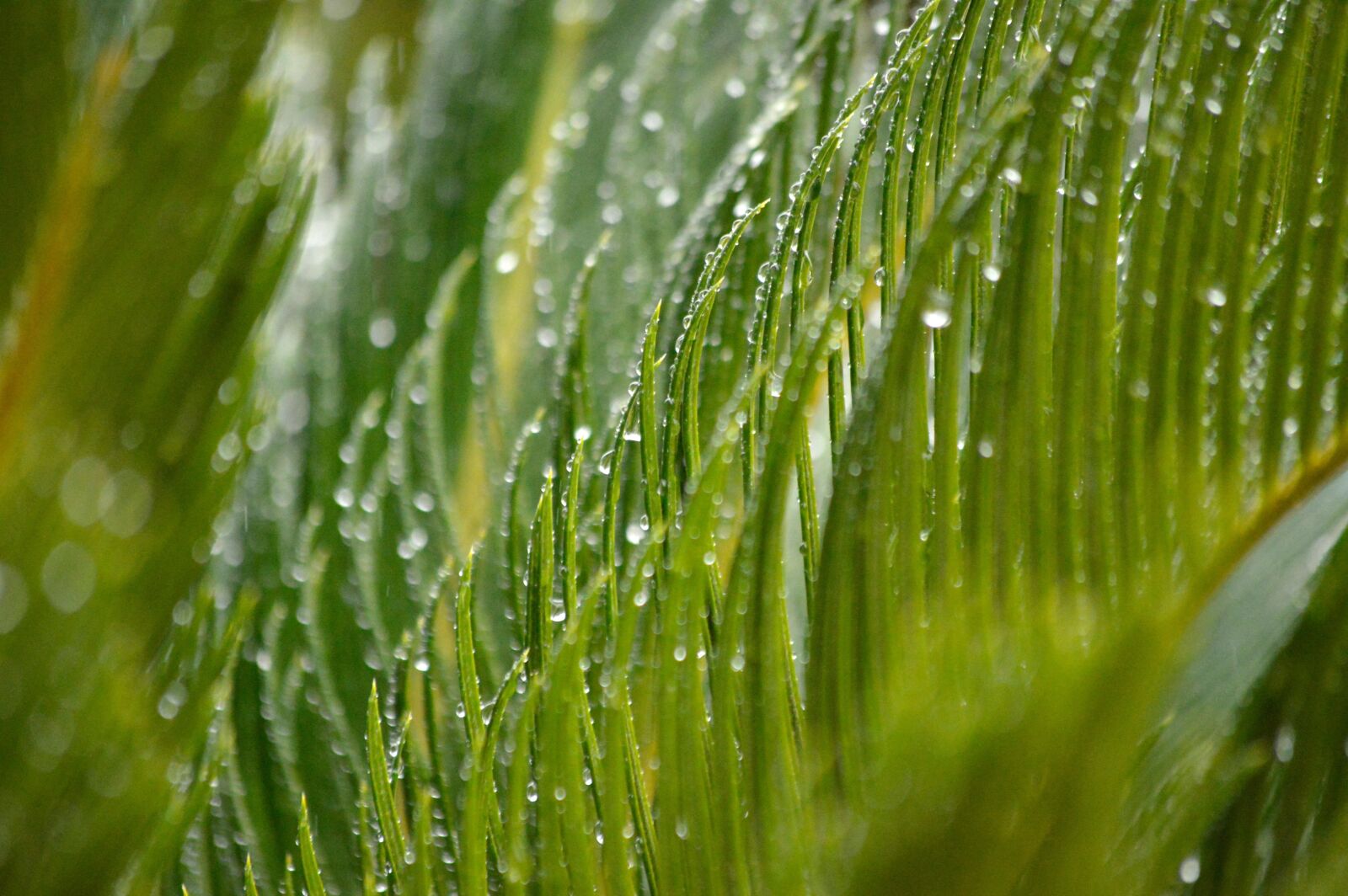 Nikon D3200 sample photo. Raindrops, rain, palm tree photography
