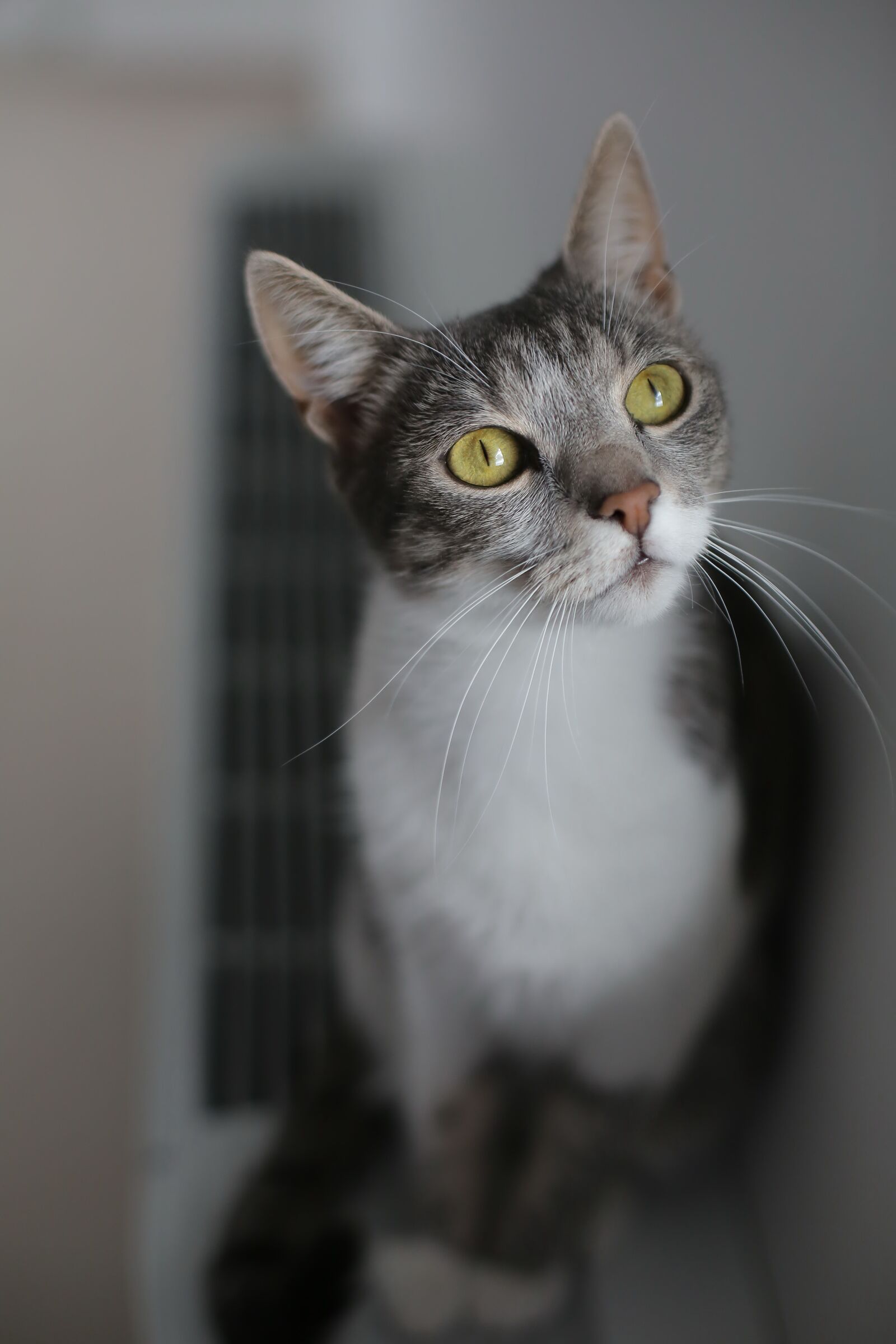 Canon EF 50mm F1.4 USM sample photo. Grey, domestic cat, kitten photography