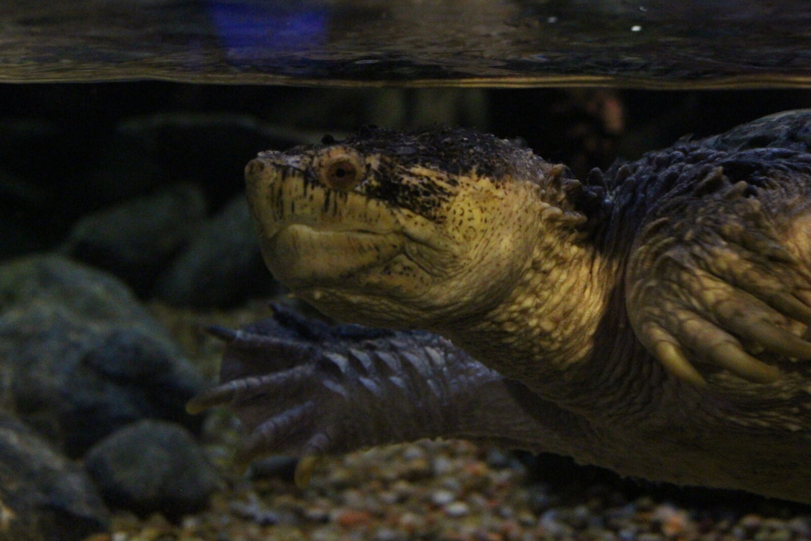 Canon EOS 700D (EOS Rebel T5i / EOS Kiss X7i) sample photo. Colorful, fish, pretty, tank photography