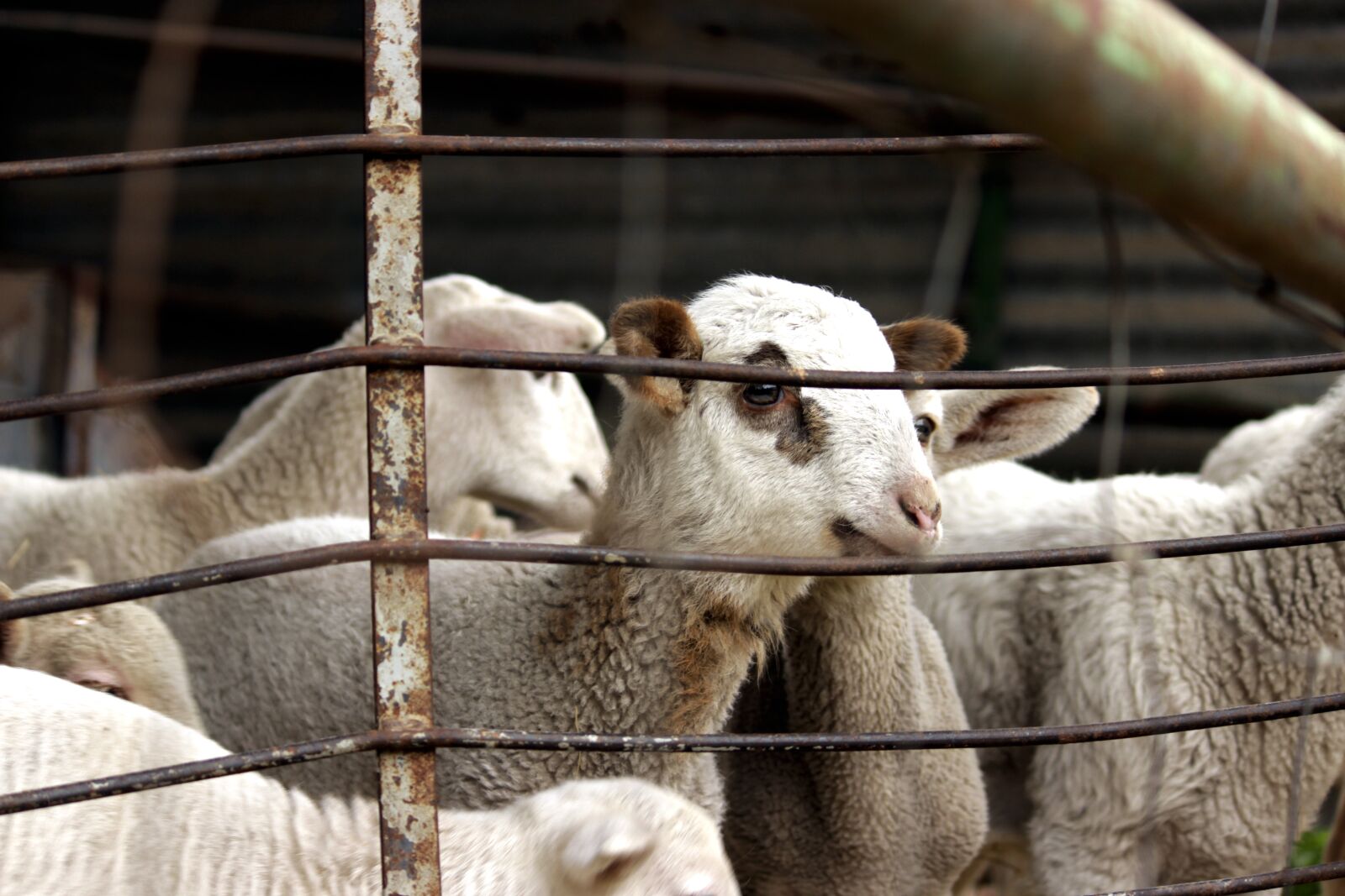 Canon EOS 600D (Rebel EOS T3i / EOS Kiss X5) sample photo. Lamb, suckling, sheep photography