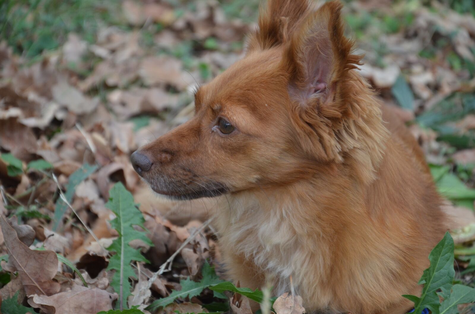 Nikon D7000 sample photo. Animal, home, dog photography