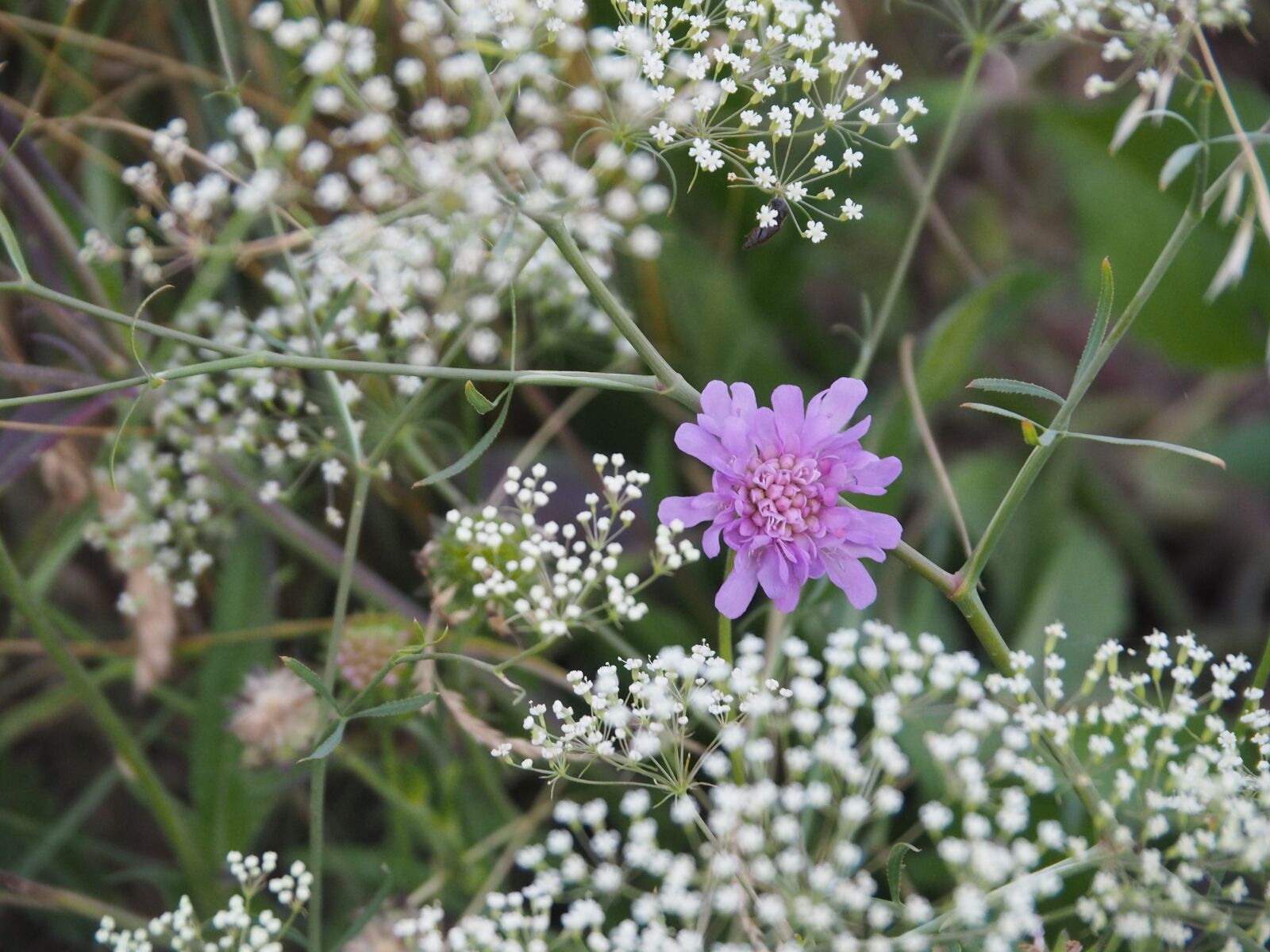 Olympus PEN E-PL7 sample photo. Flower, background, romance photography