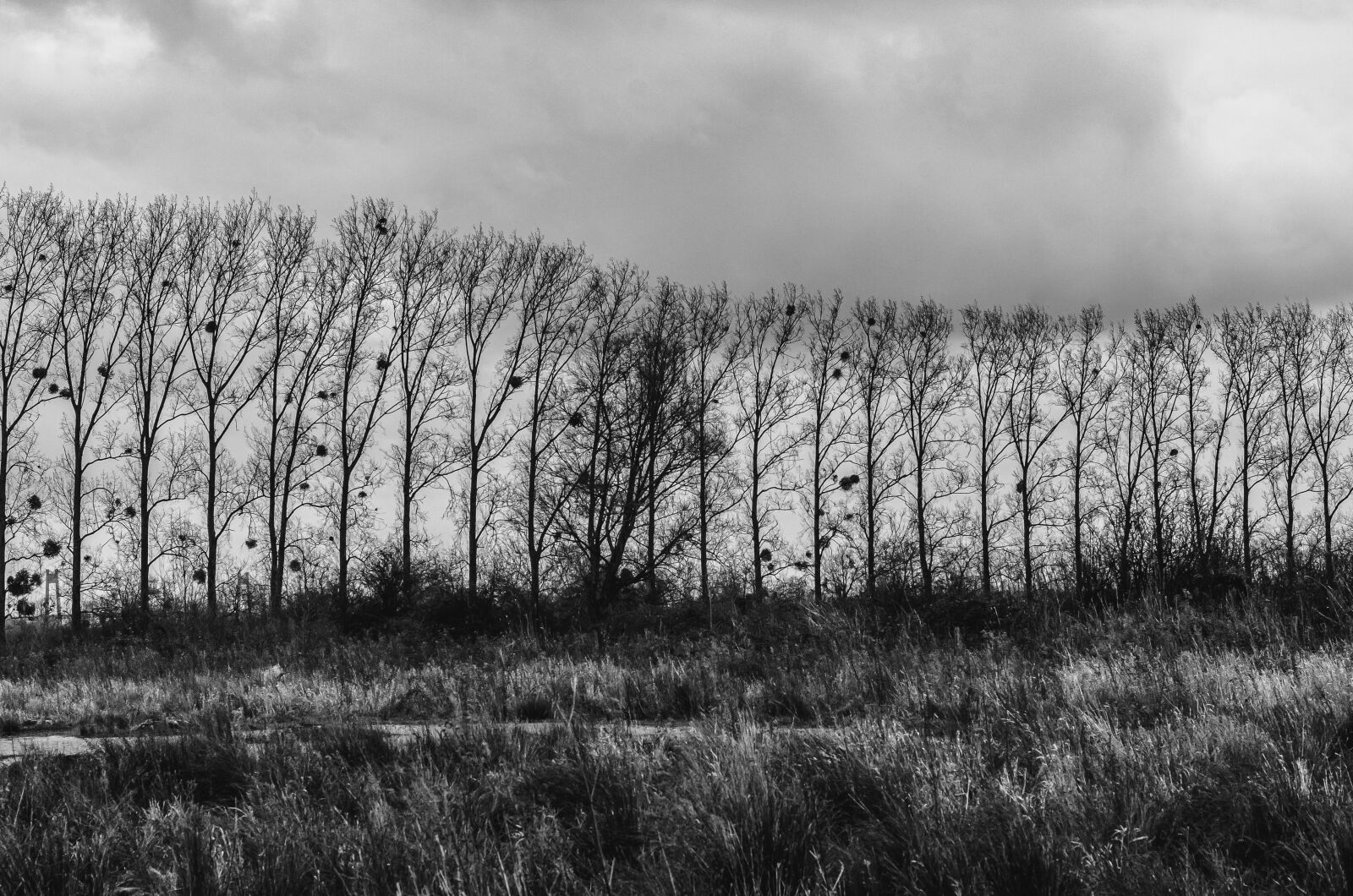 Nikon D7000 sample photo. Black, white, silhouette photography