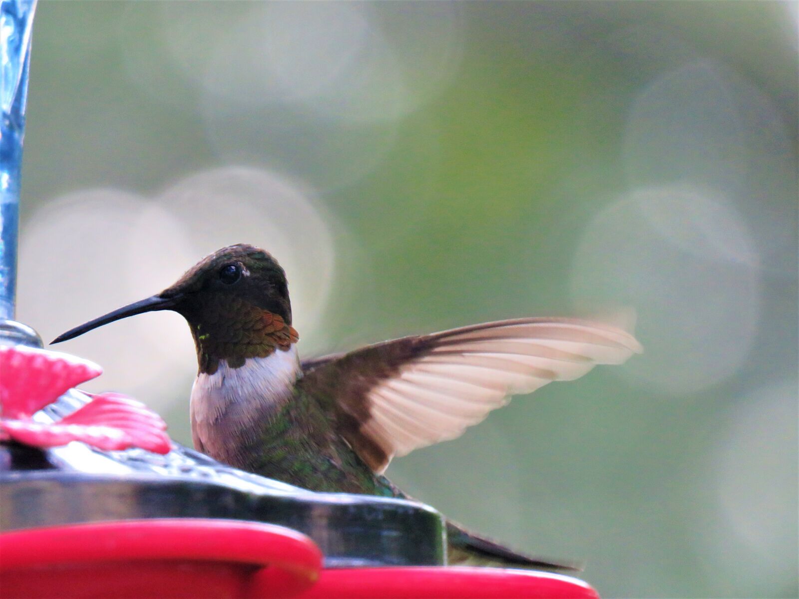 Canon PowerShot SX60 HS sample photo. Bird, colorful, hummingbird photography