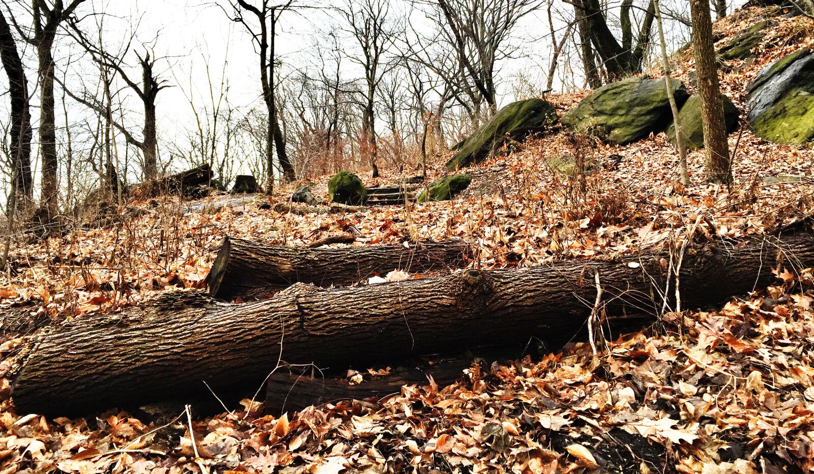iPhone 6 back camera 4.15mm f/2.2 sample photo. Tree, trunk photography