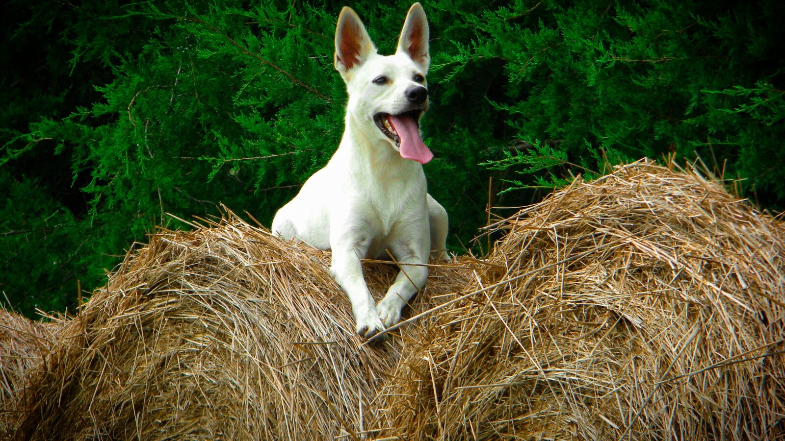 Nikon Coolpix L100 sample photo. Dog, white dog, man's photography