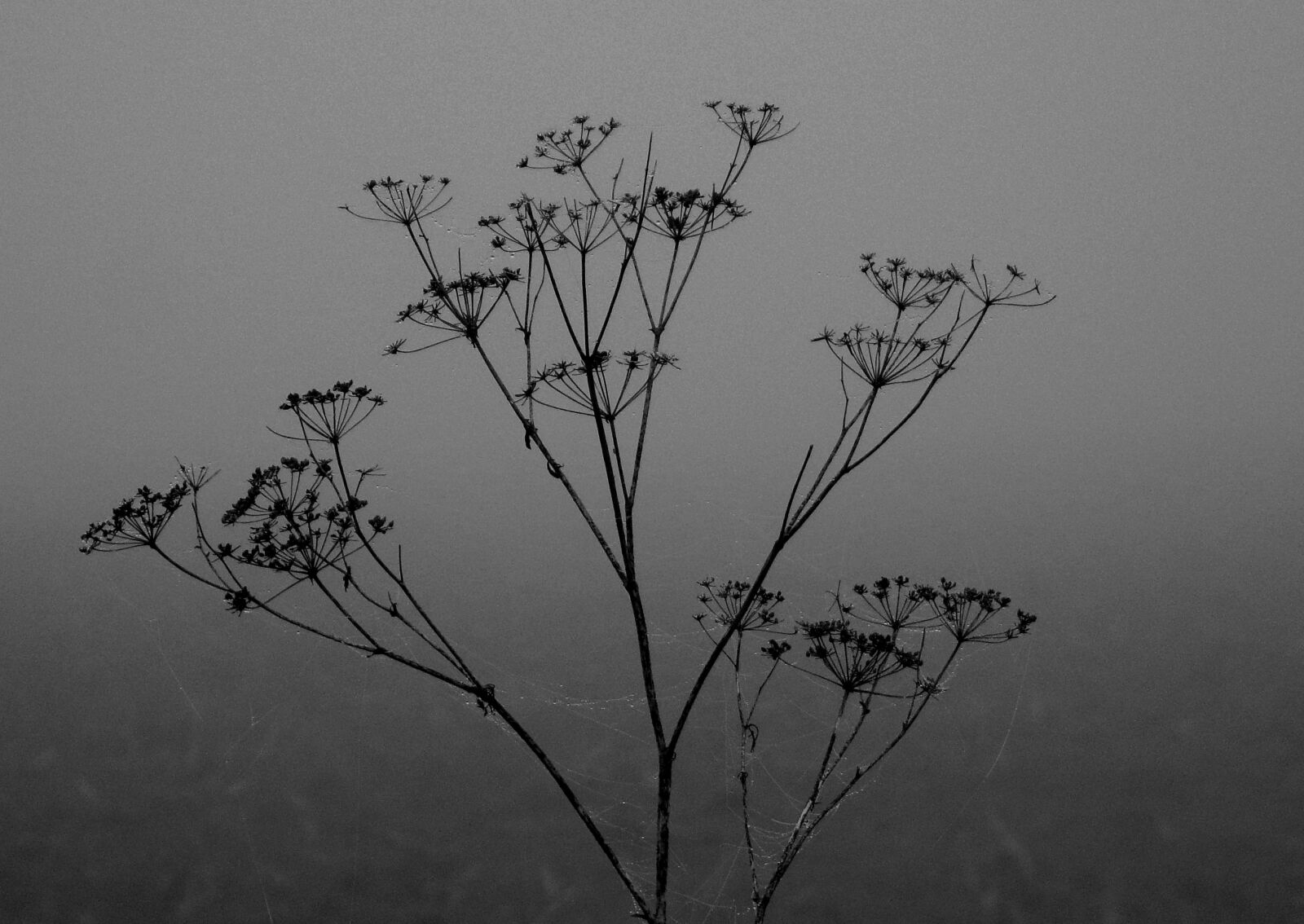 JK KODAK PIXPRO AZ421 sample photo. Fog, mist, plant photography