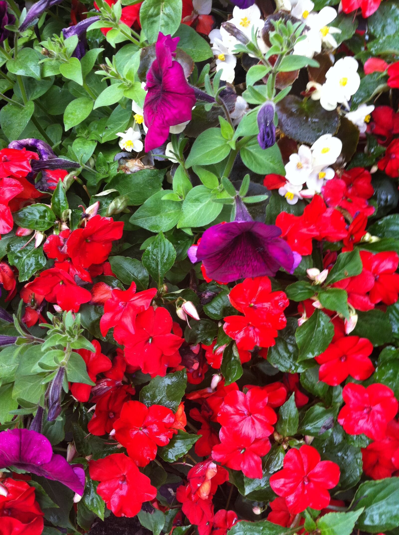 Apple iPhone 4 sample photo