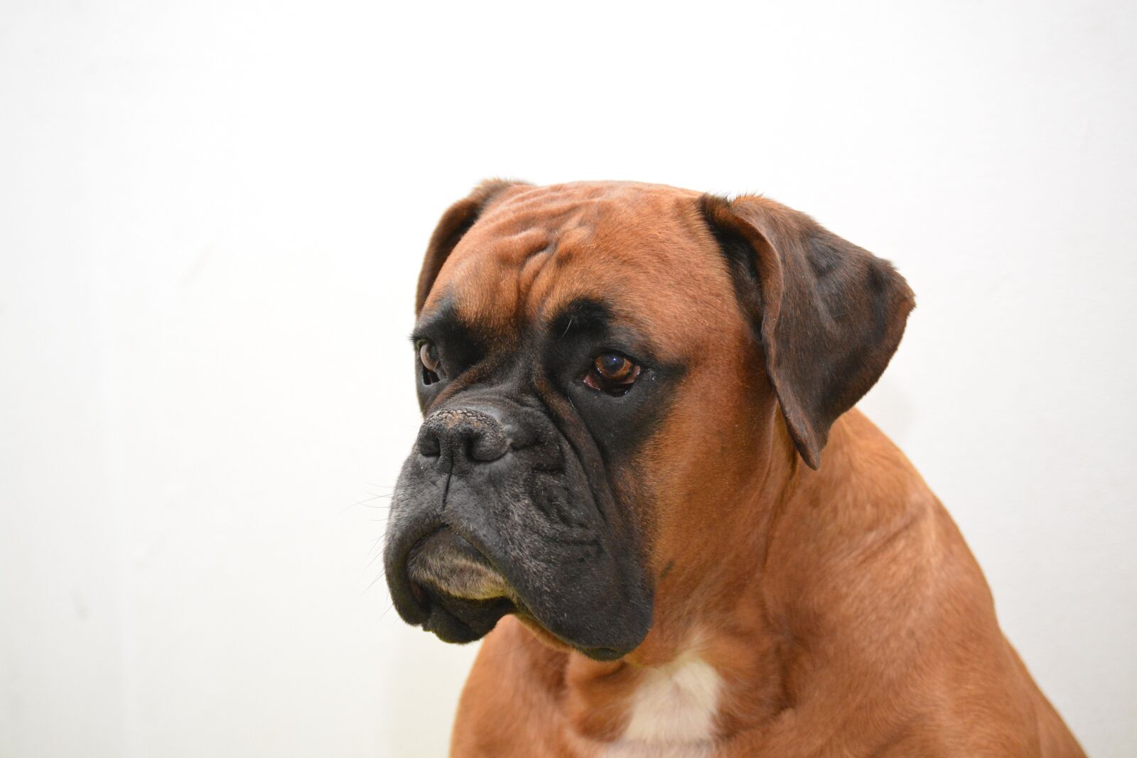 Nikon D5200 sample photo. Boxer, dog, pet photography