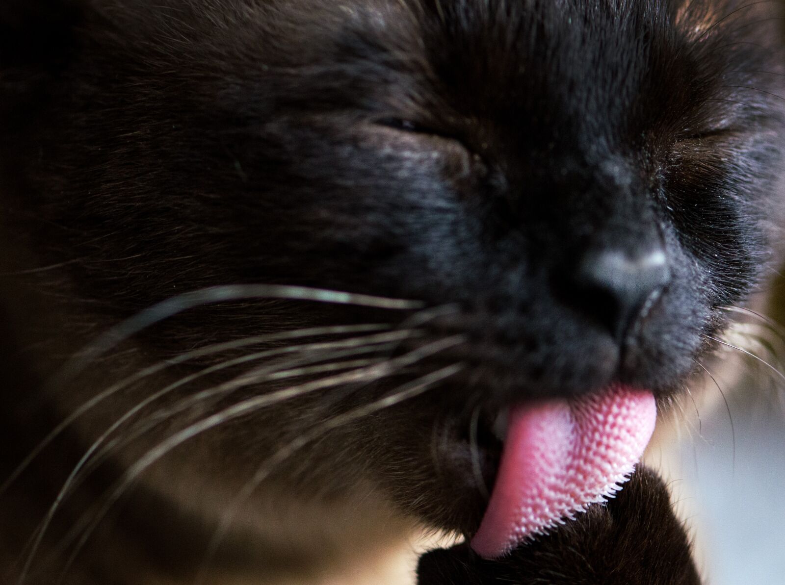 Nikon D5100 sample photo. Pet, cat, wash photography