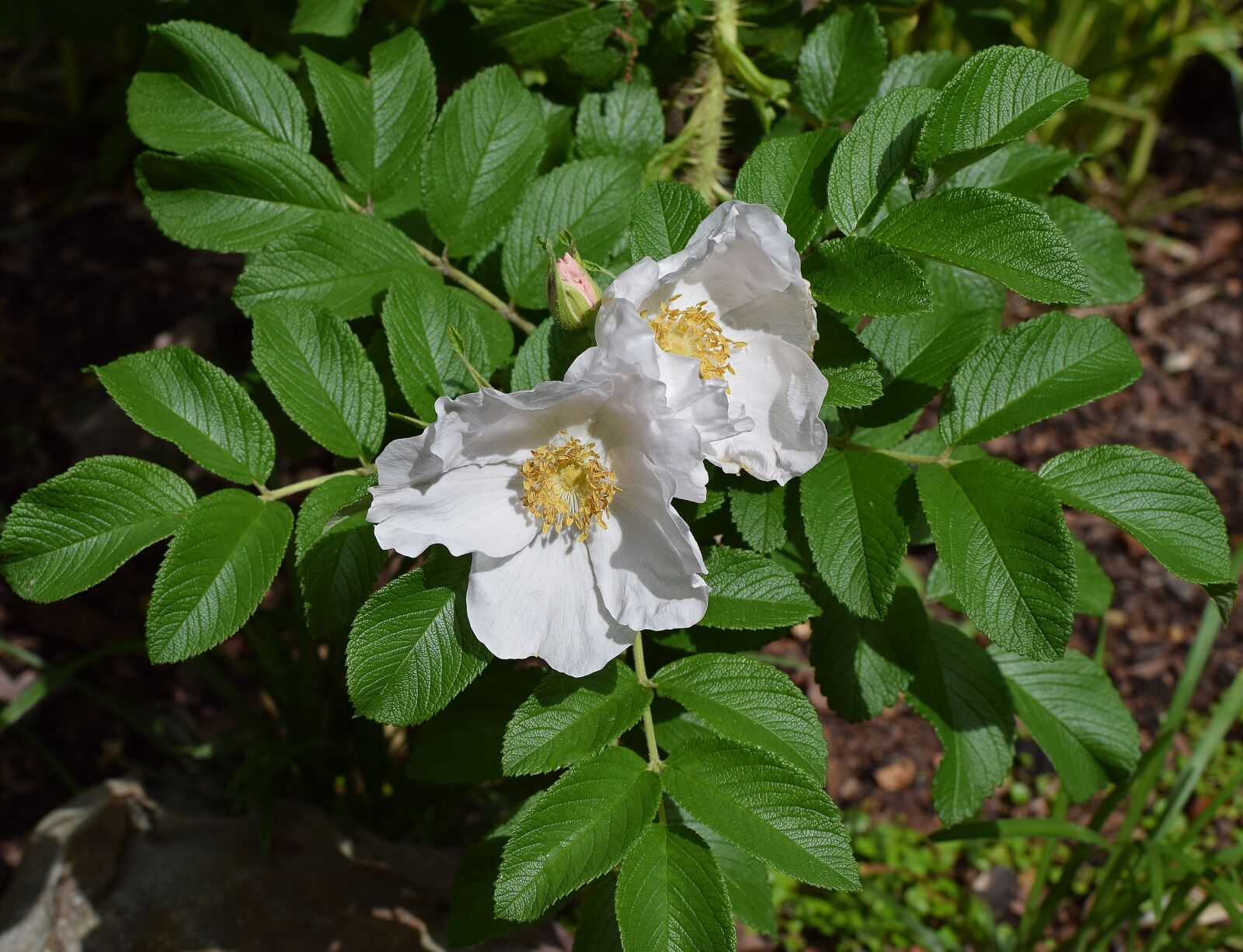 Nikon D3300 sample photo. Palest pink roses, rugosa photography