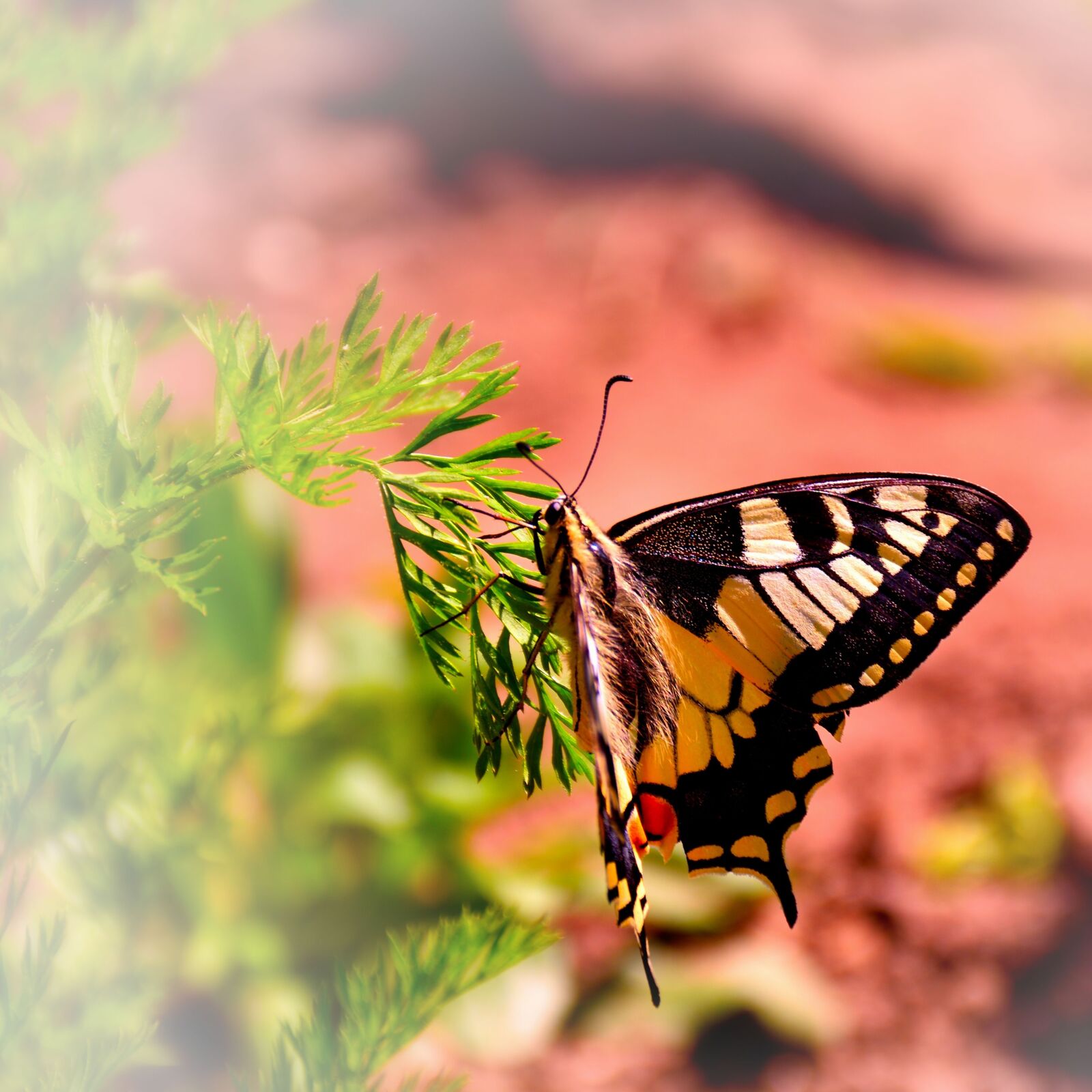 Nikon D5500 sample photo. Butterfly, nature, carrots herb photography