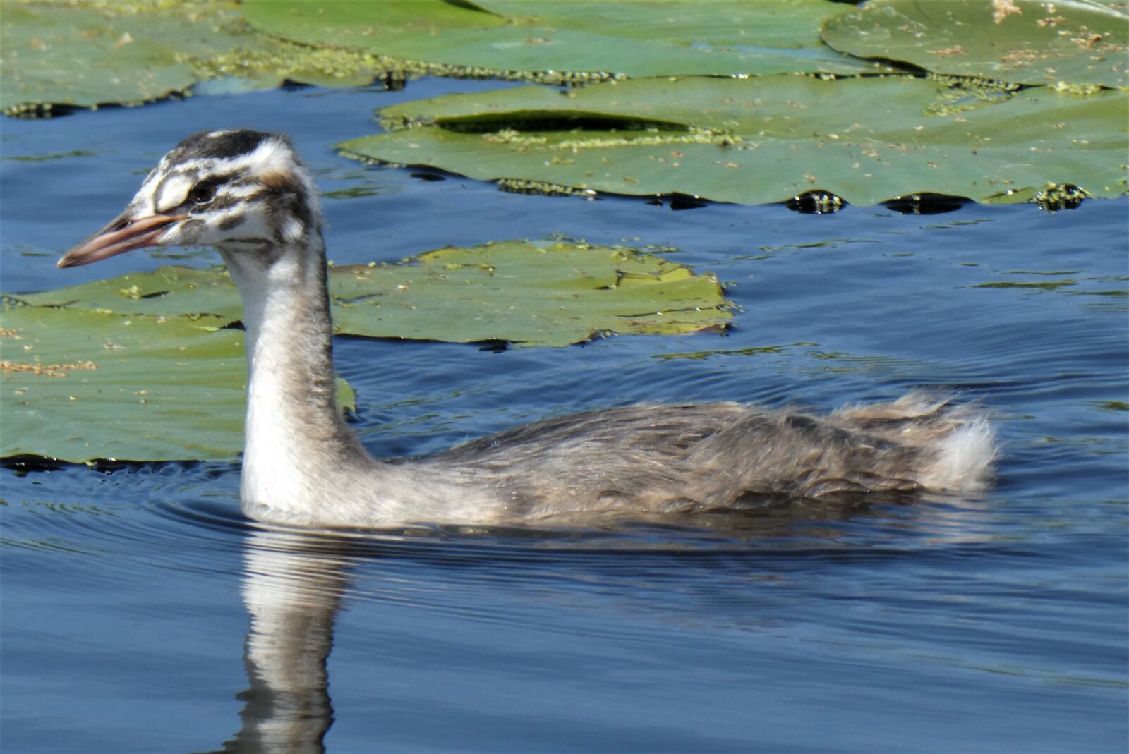Panasonic Lumix DC-ZS70 (Lumix DC-TZ90) sample photo. Futenjong, grebe, chick photography