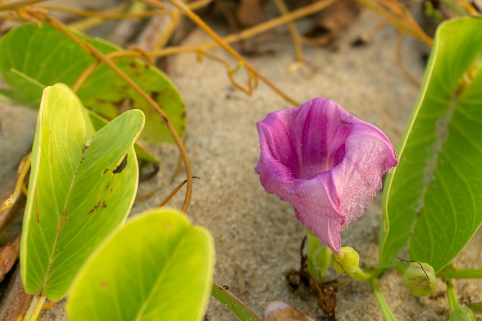 Sony a6000 sample photo. Flower, pink, sand photography
