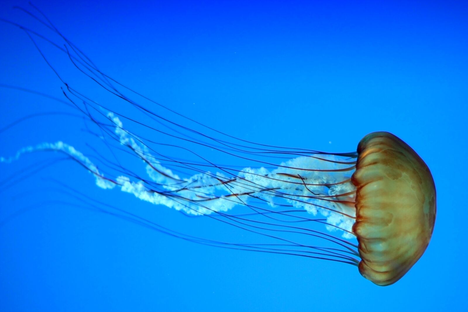 Canon EOS 550D (EOS Rebel T2i / EOS Kiss X4) sample photo. Jellyfish, marine, aquatic photography