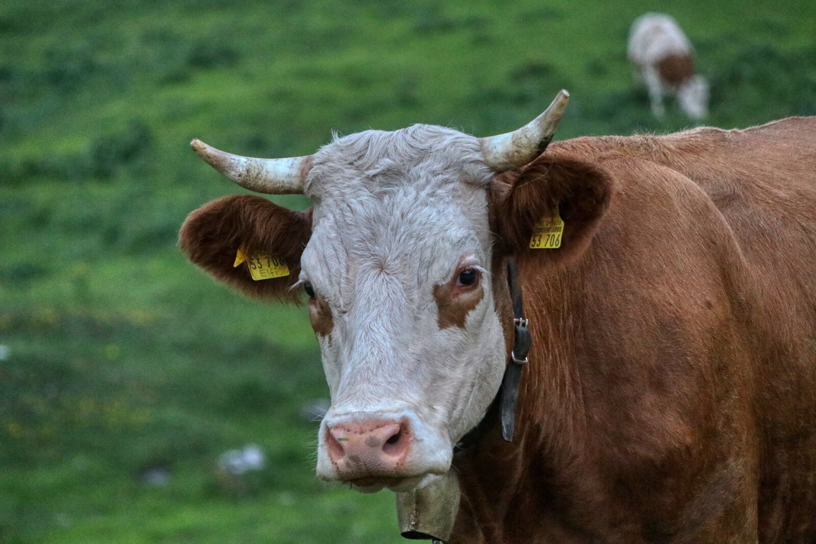 Canon EOS 80D sample photo. Cow, milk, farm photography