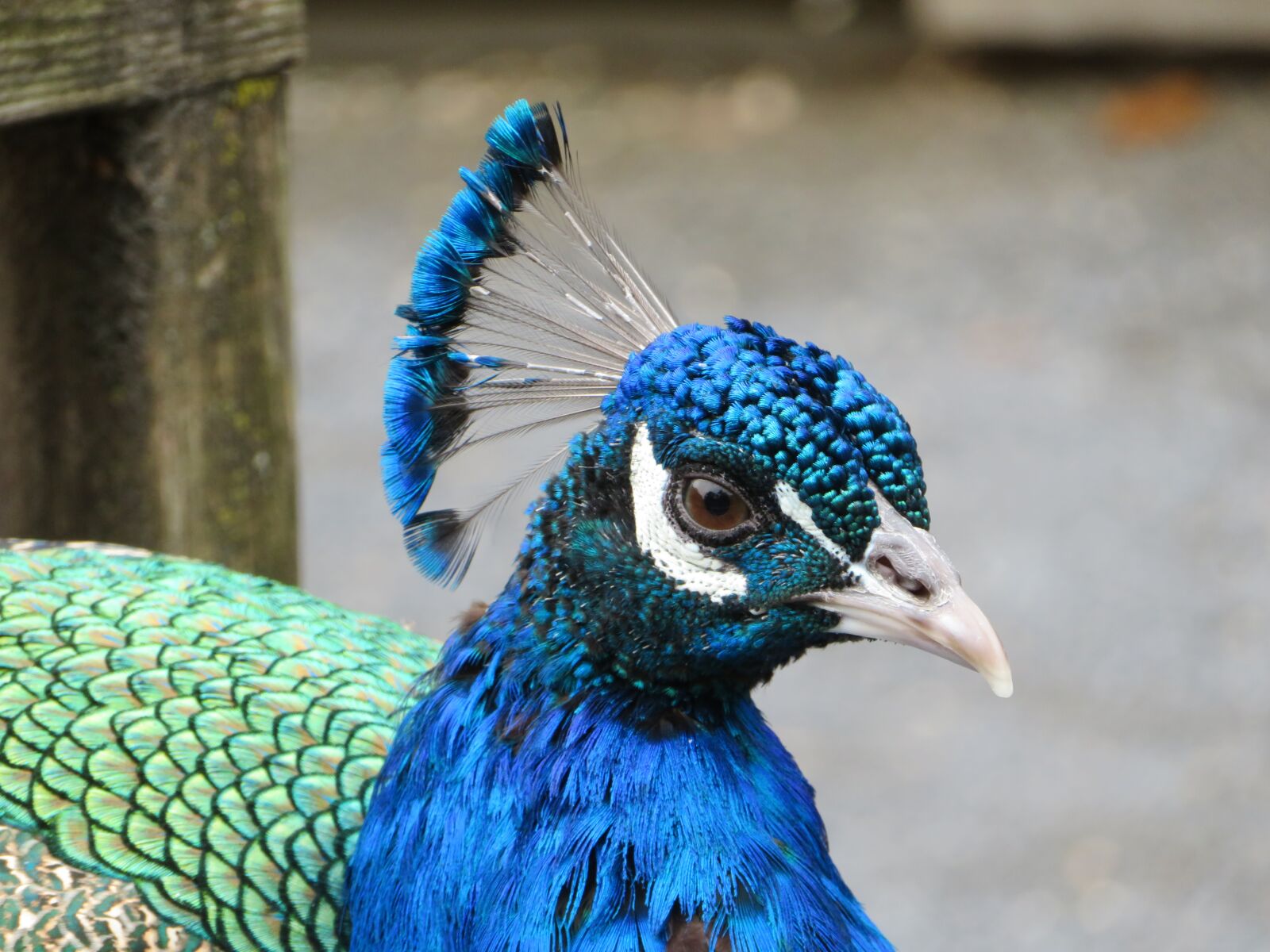 Canon PowerShot SX720 HS sample photo. Blue, peacock, bird photography