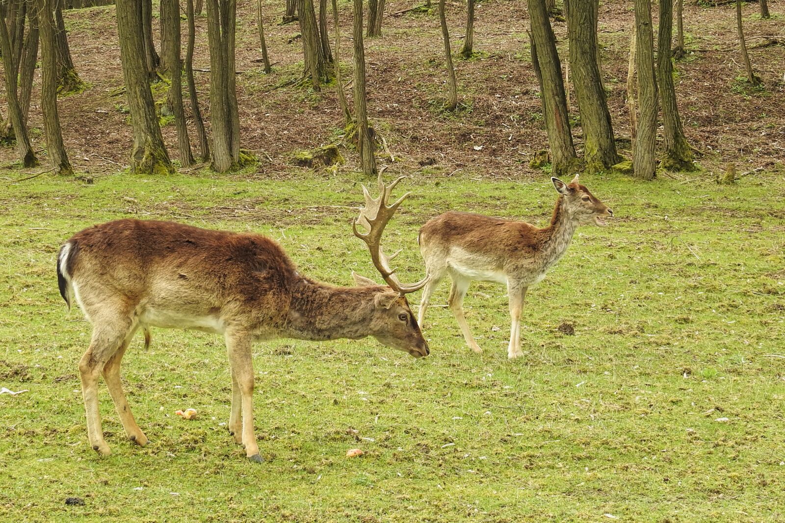 Nikon Coolpix P900 sample photo. Mammal, hirsch, animal photography