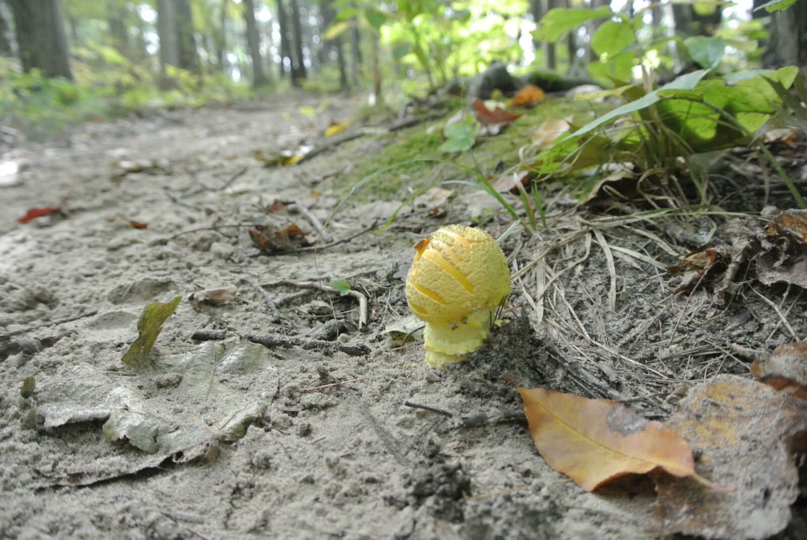 Nikon 1 Nikkor VR 10-30mm F3.5-5.6 sample photo. Mushroom, nature, forest photography