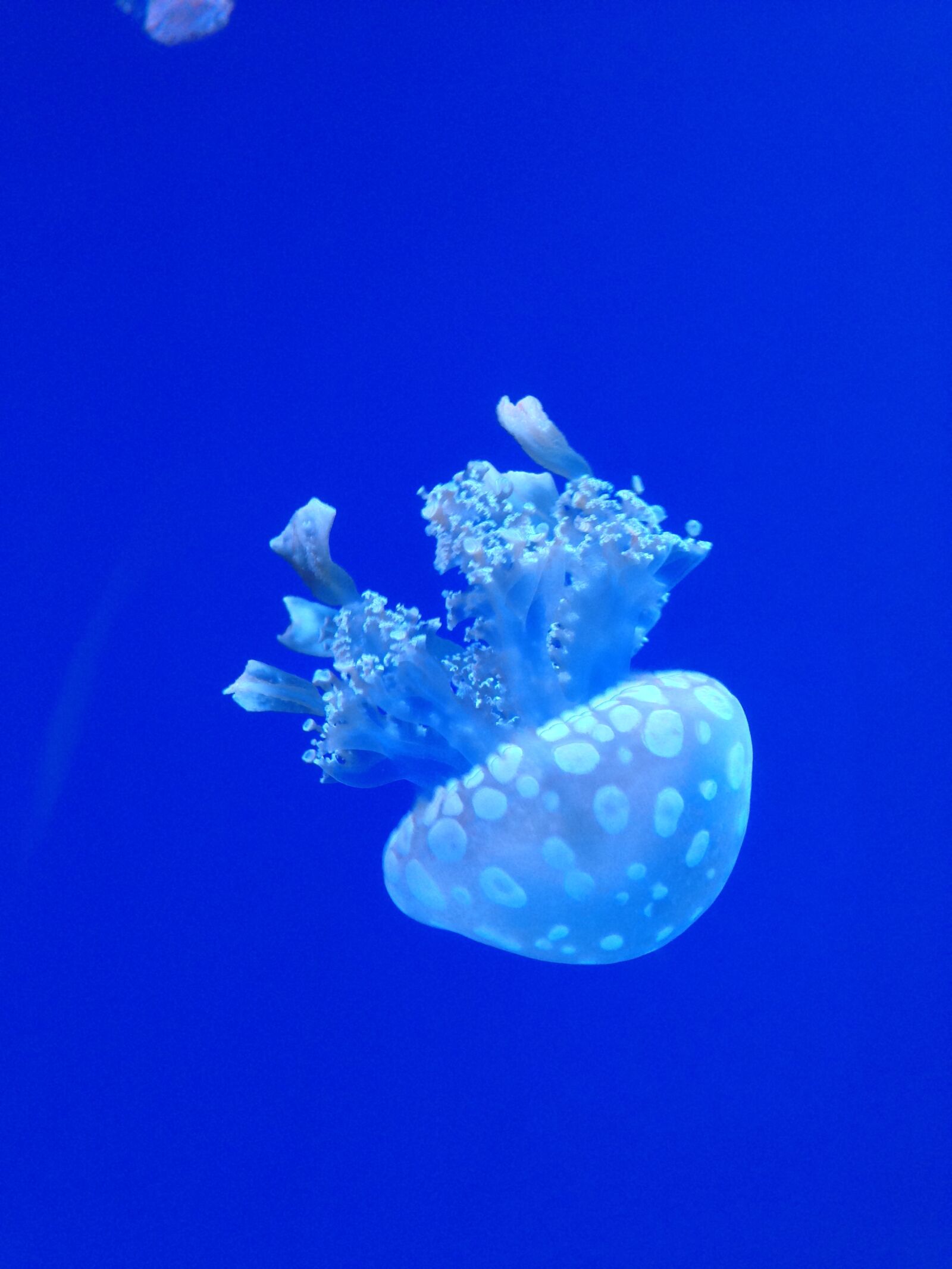 iPhone 5c back camera 4.12mm f/2.4 sample photo. Jellyfish, ocean, underwater photography