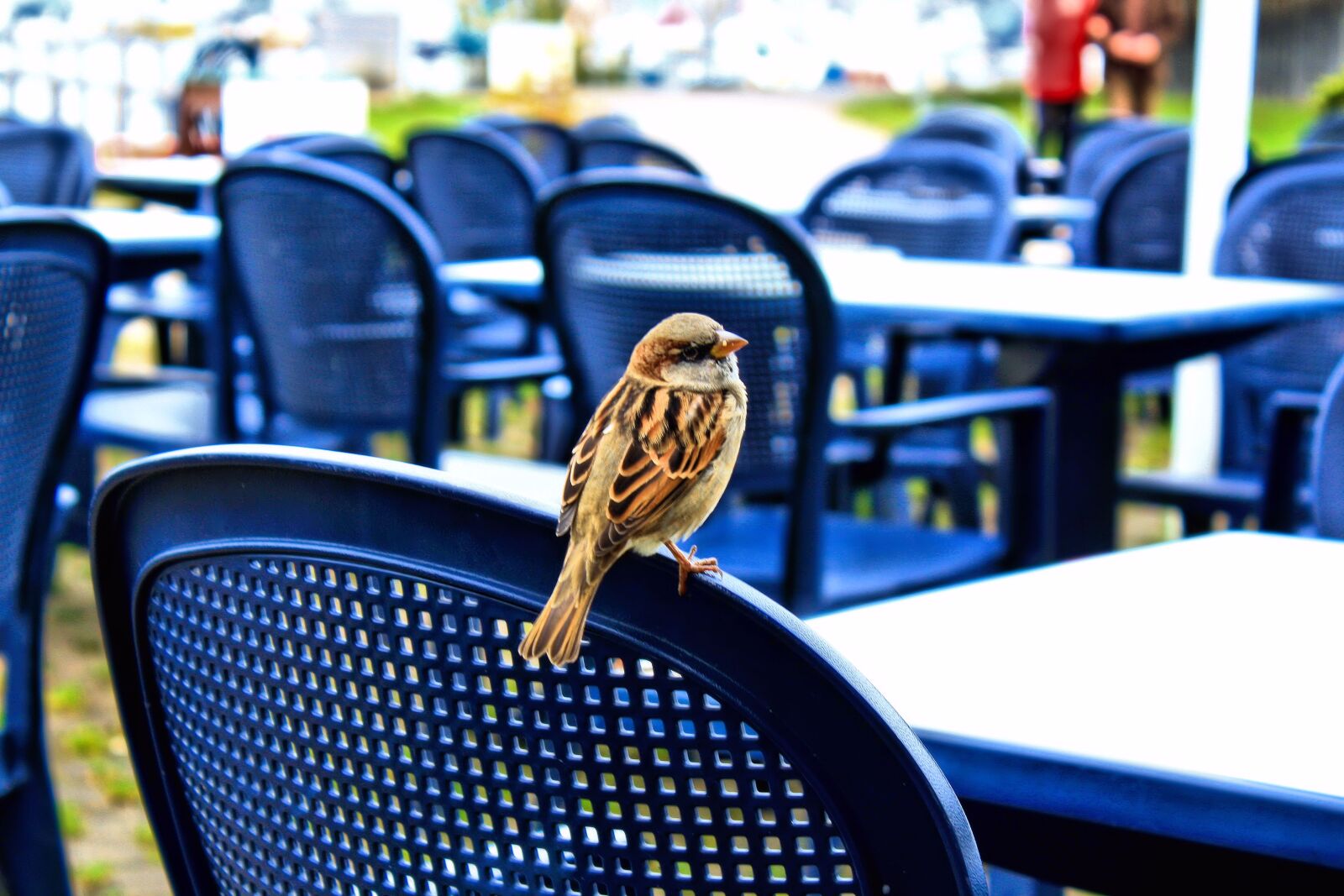 Canon EOS 1000D (EOS Digital Rebel XS / EOS Kiss F) sample photo. Sparrow, bird, animal photography