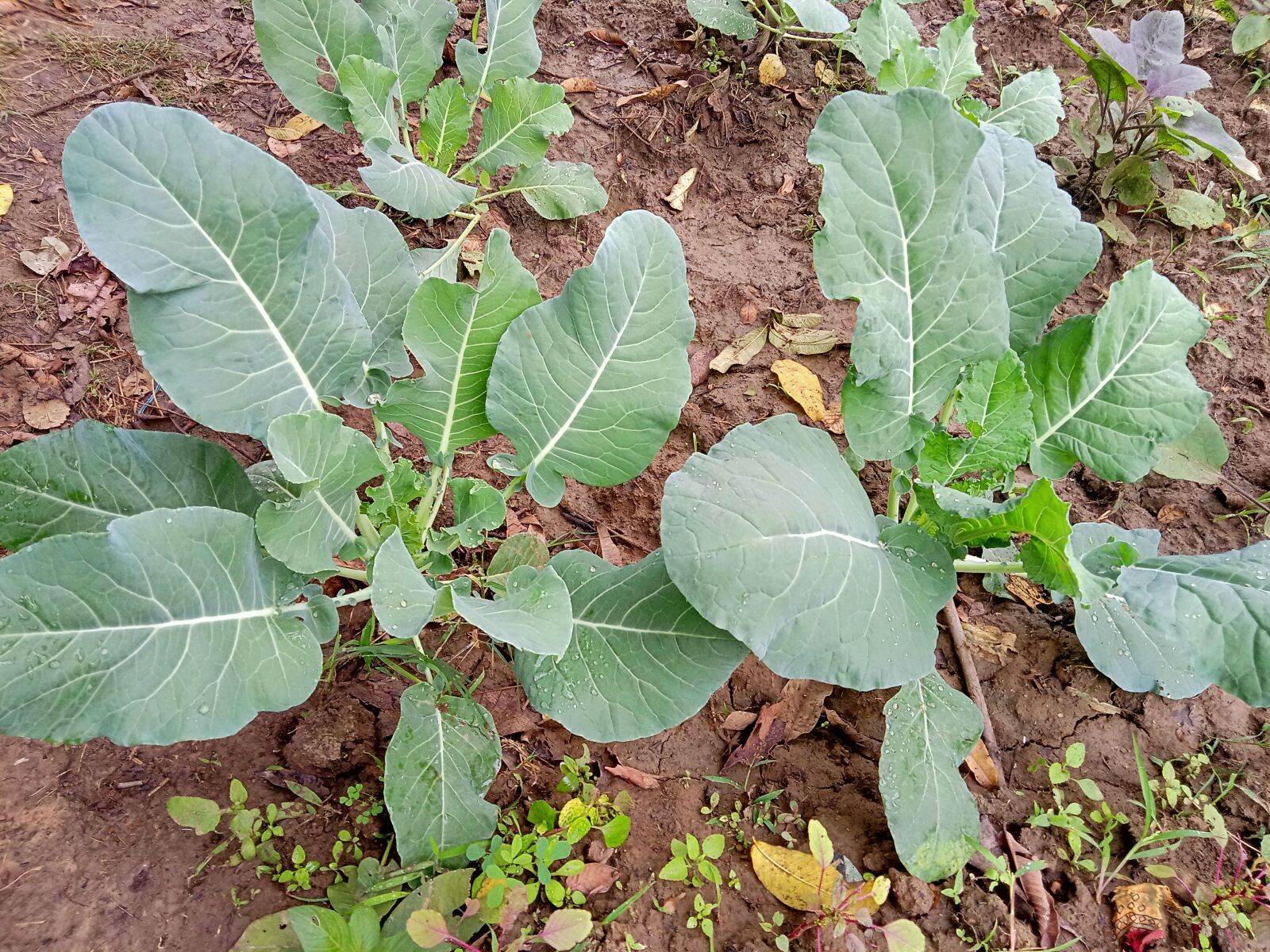 Realme C2 sample photo. Plants, vegetable, agriculture photography