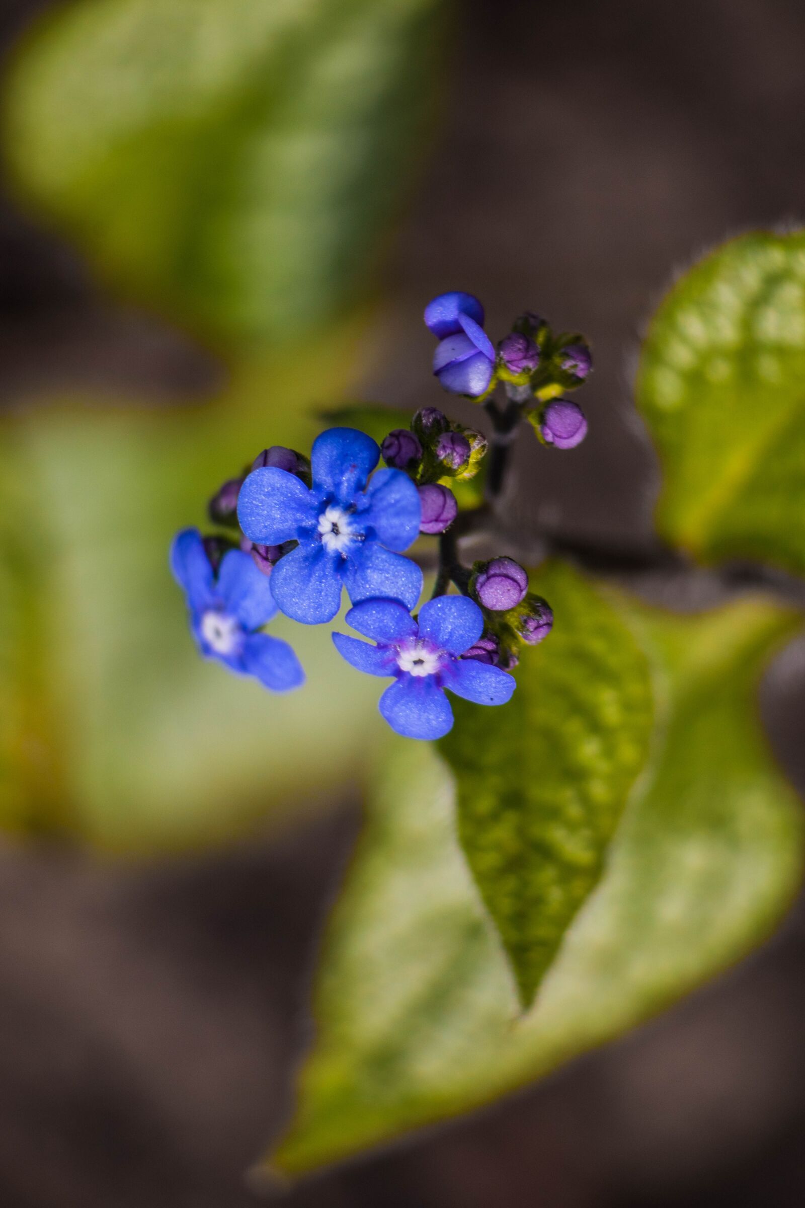 Canon EOS 200D (EOS Rebel SL2 / EOS Kiss X9) sample photo. Forget-me-not, flowers, flower photography