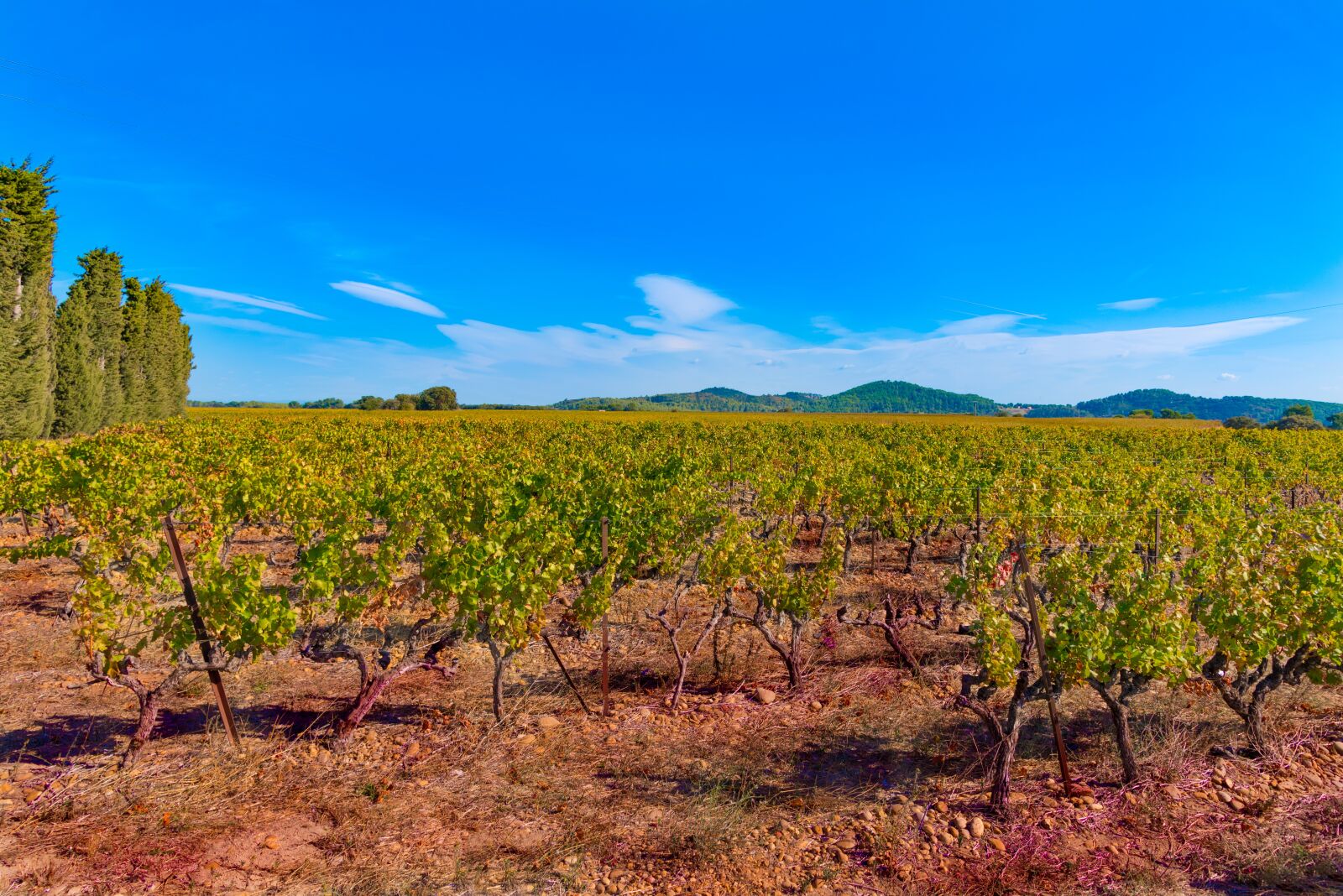 Nikon D750 sample photo. Vines, fall, vineyard photography