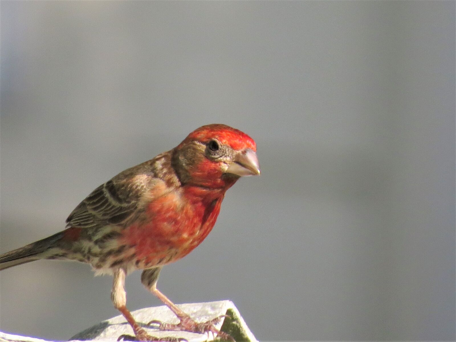 Canon PowerShot SX50 HS sample photo. Bird, colorful, wildlife photography