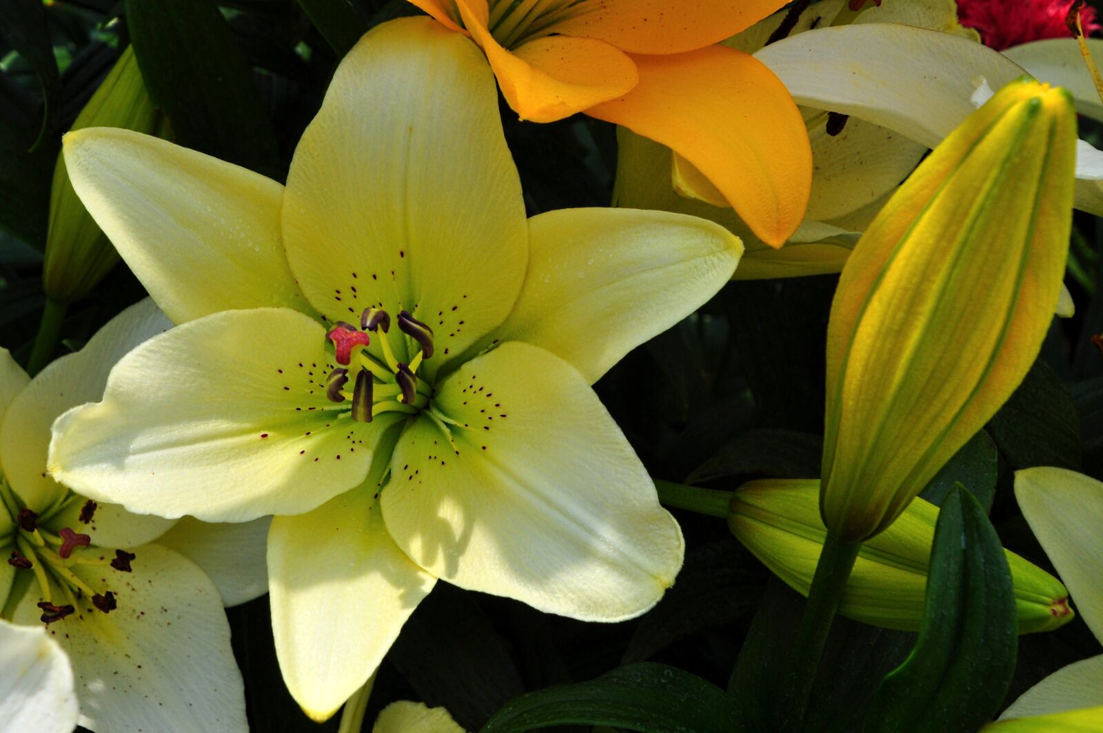 Nikon D5000 sample photo. Summer, flowers, garden photography