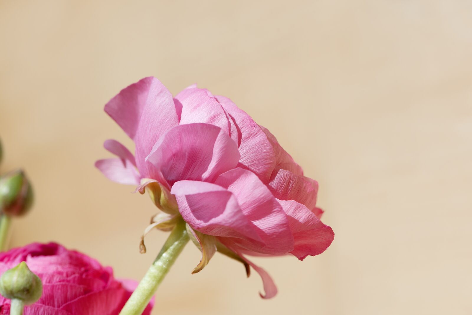 Nikon D750 sample photo. Flower, ranunculus, pink photography