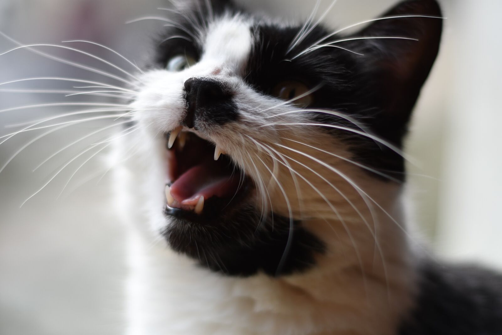 Nikon D7500 sample photo. Cat, black white, kitty photography