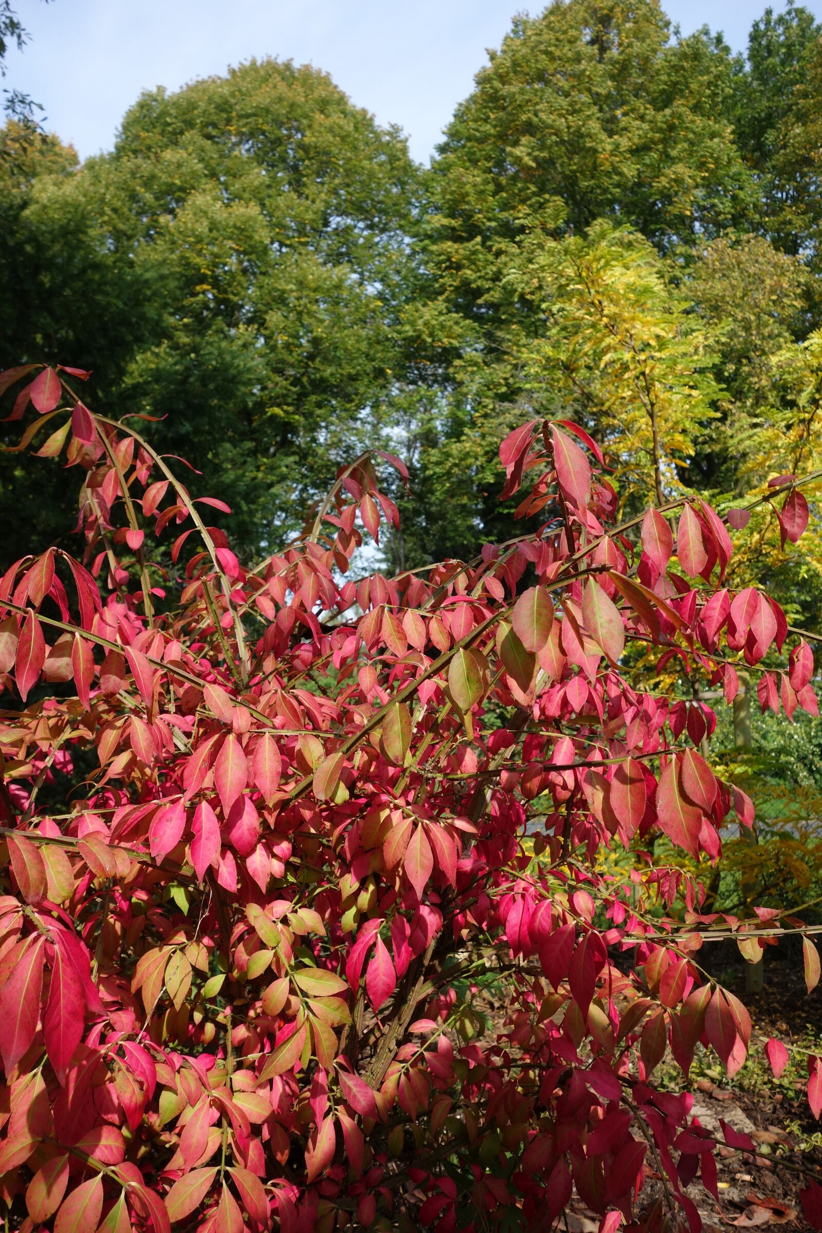 Sony Cyber-shot DSC-RX100 sample photo. Autumn, leaves, bush photography