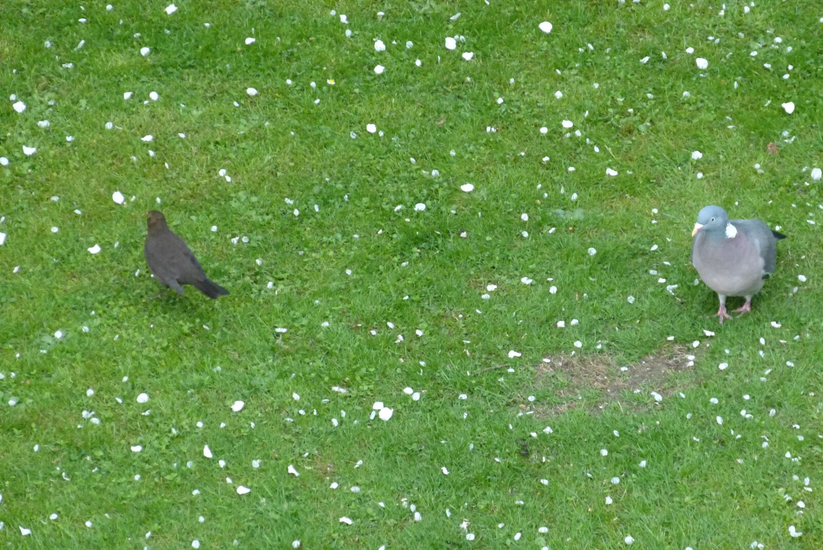 Panasonic Lumix DMC-FZ150 sample photo. Garden, birds, nature photography
