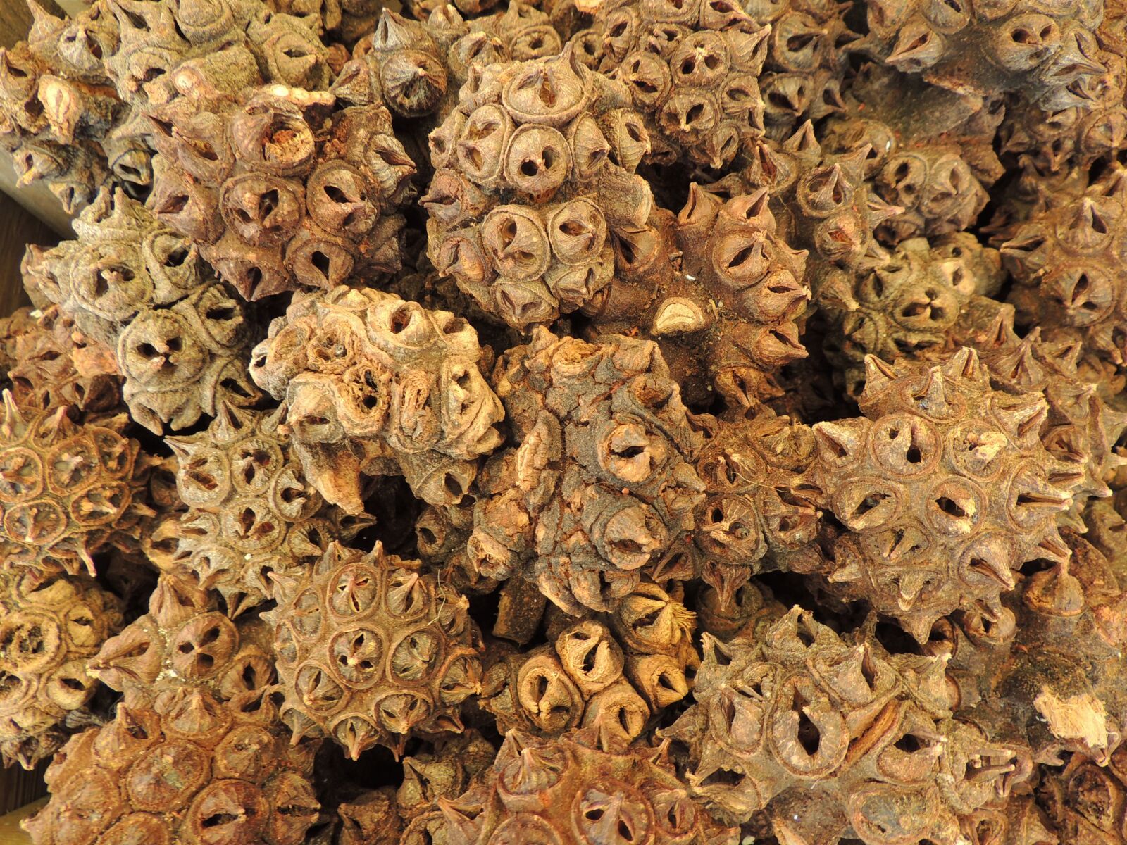 Nikon Coolpix P510 sample photo. Nut, seeds, spur photography